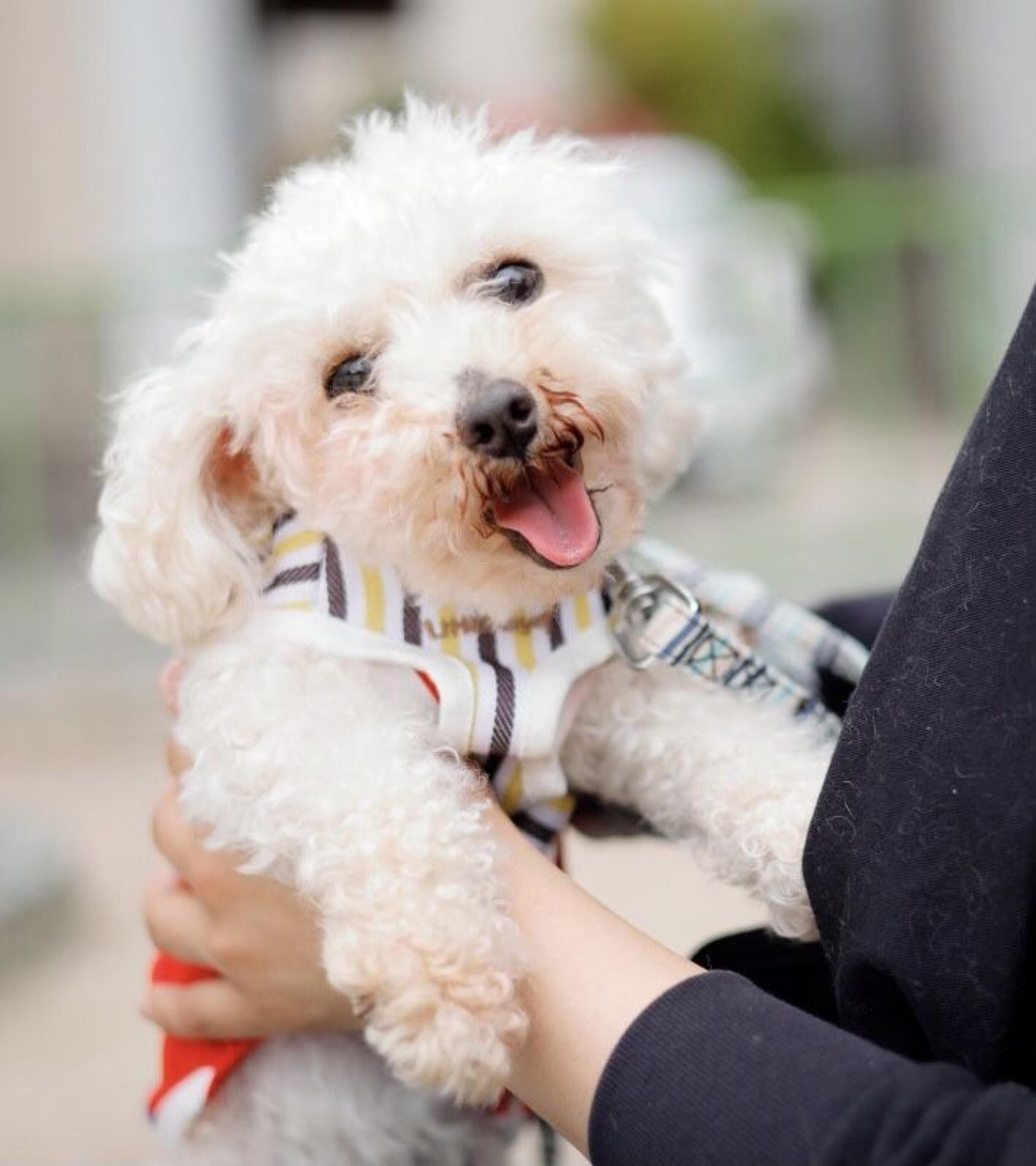 pet-image-6