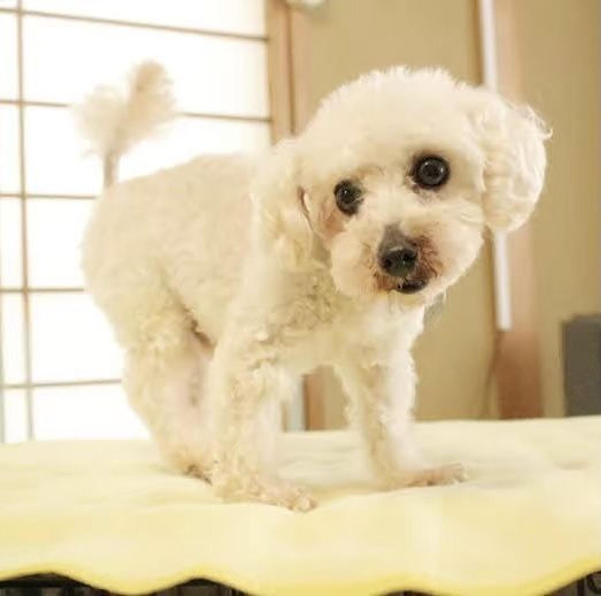 pet-image-7