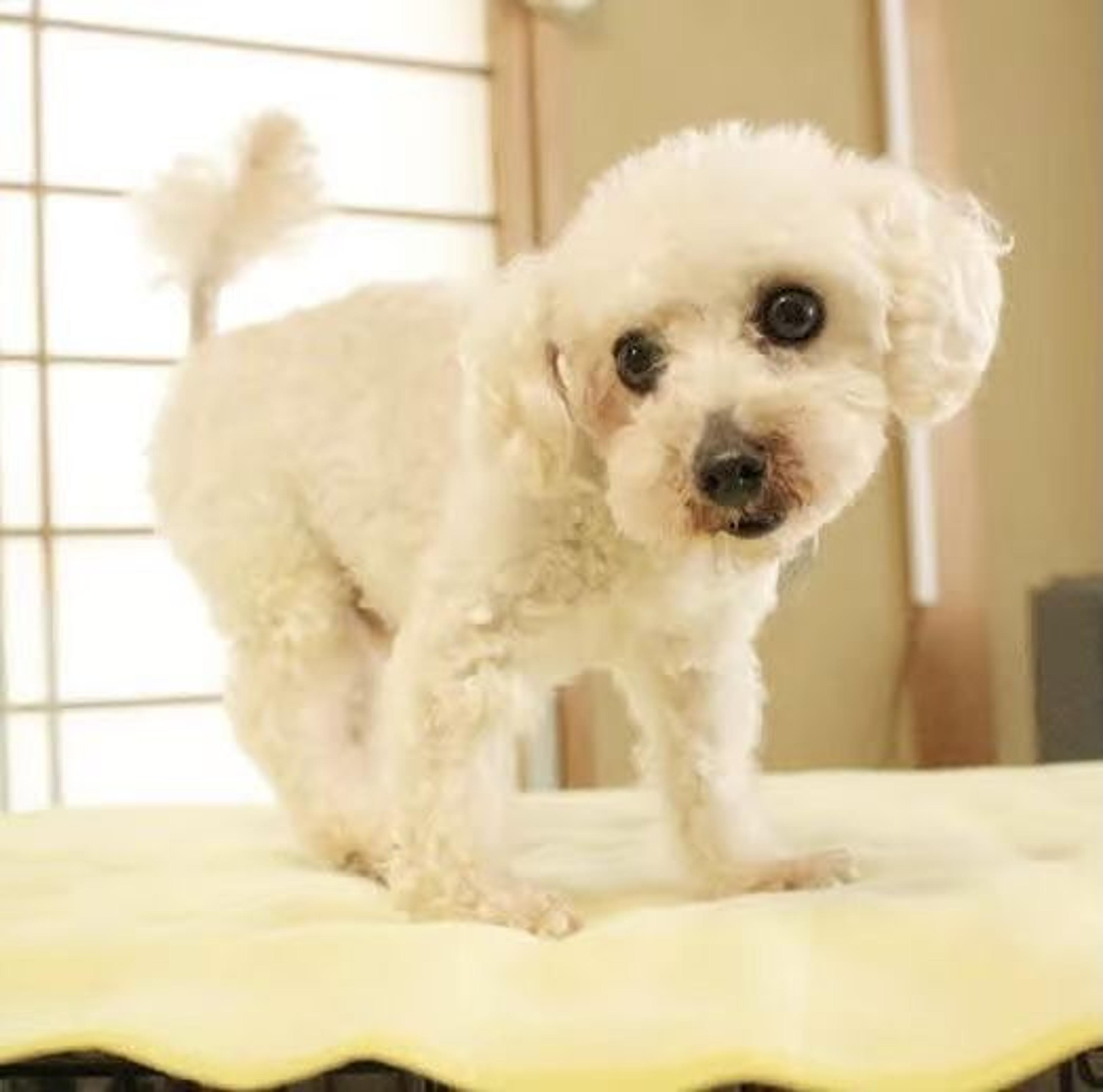 pet-image-7