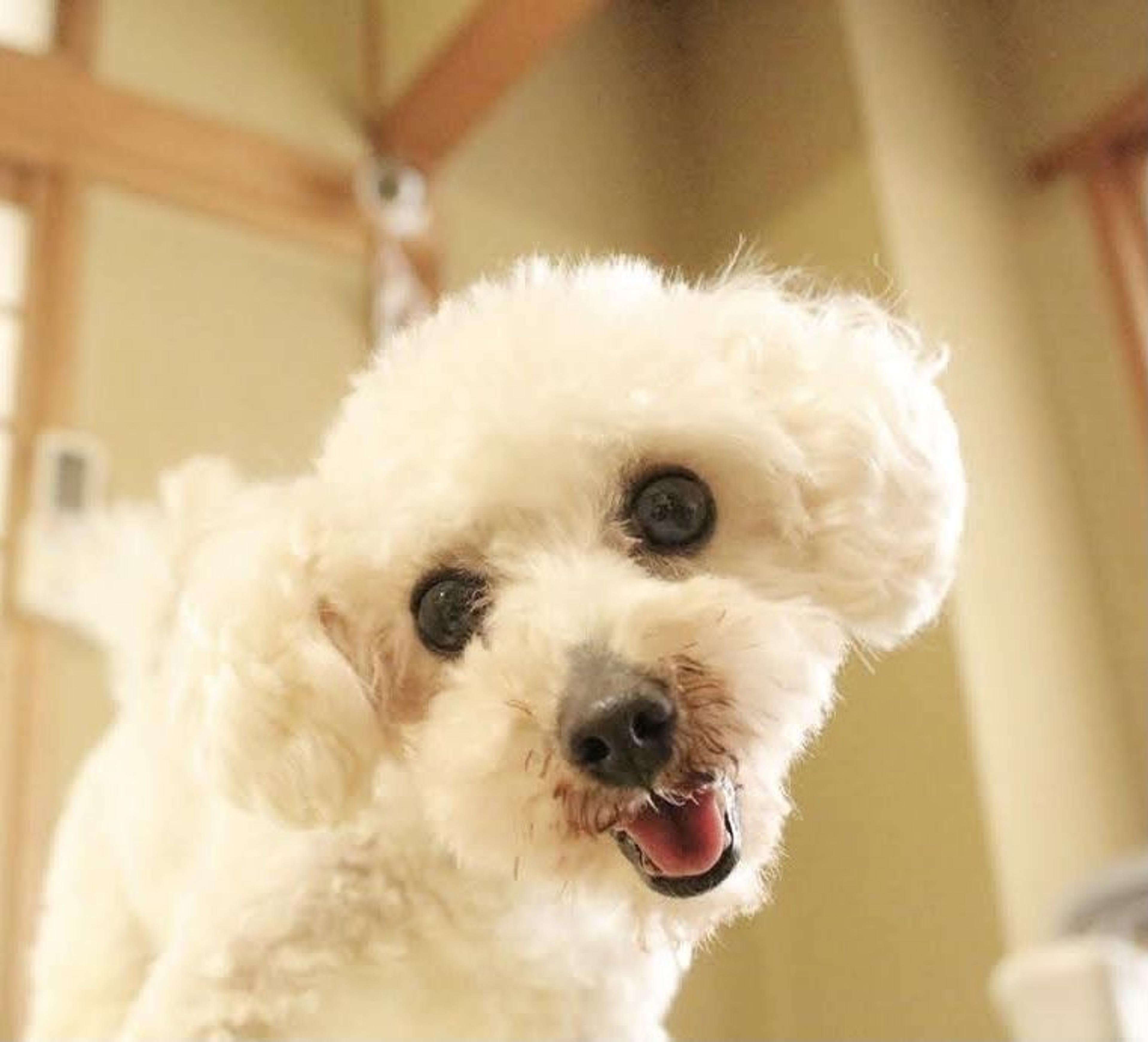 pet-image-8