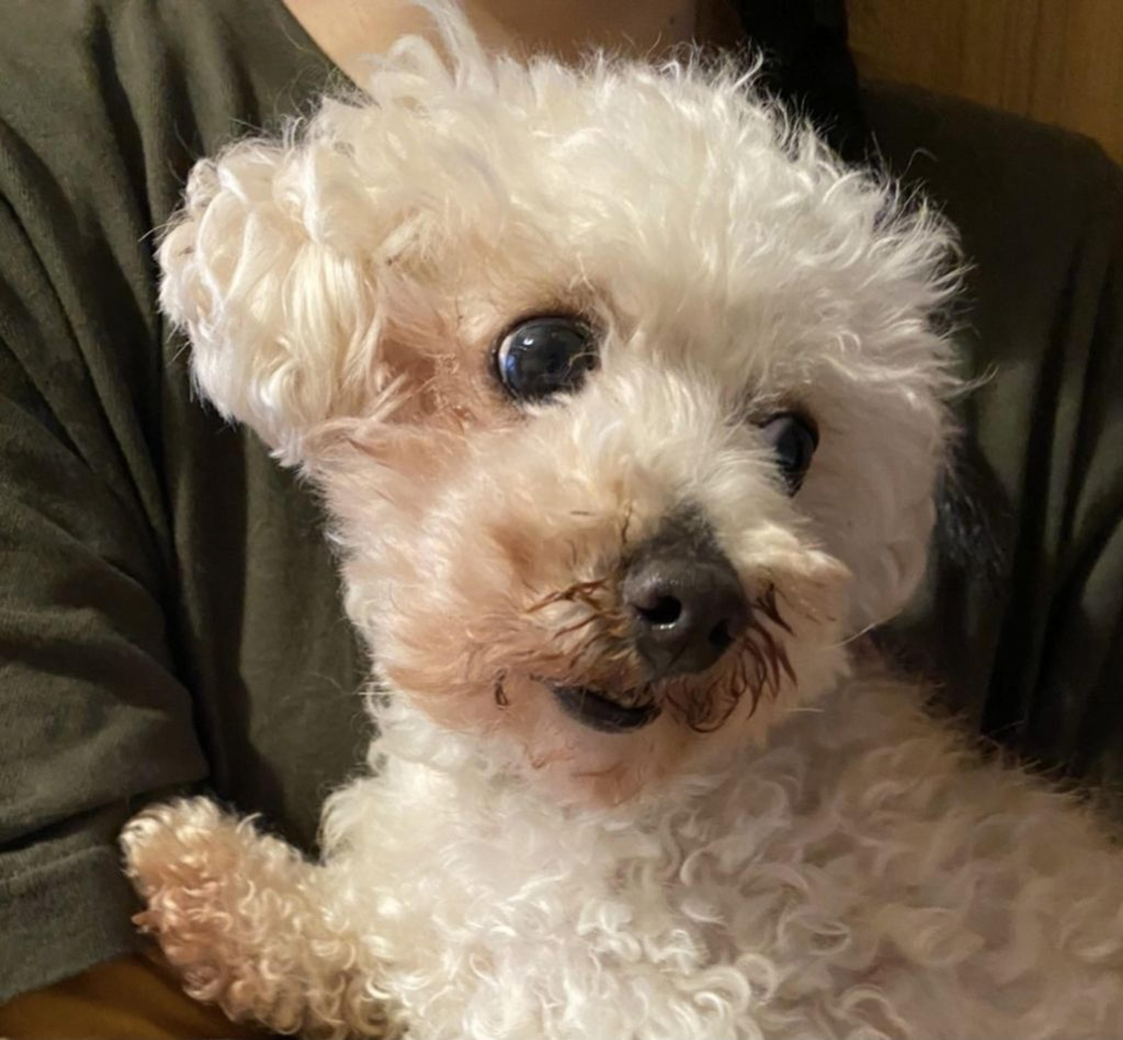 pet-image-9