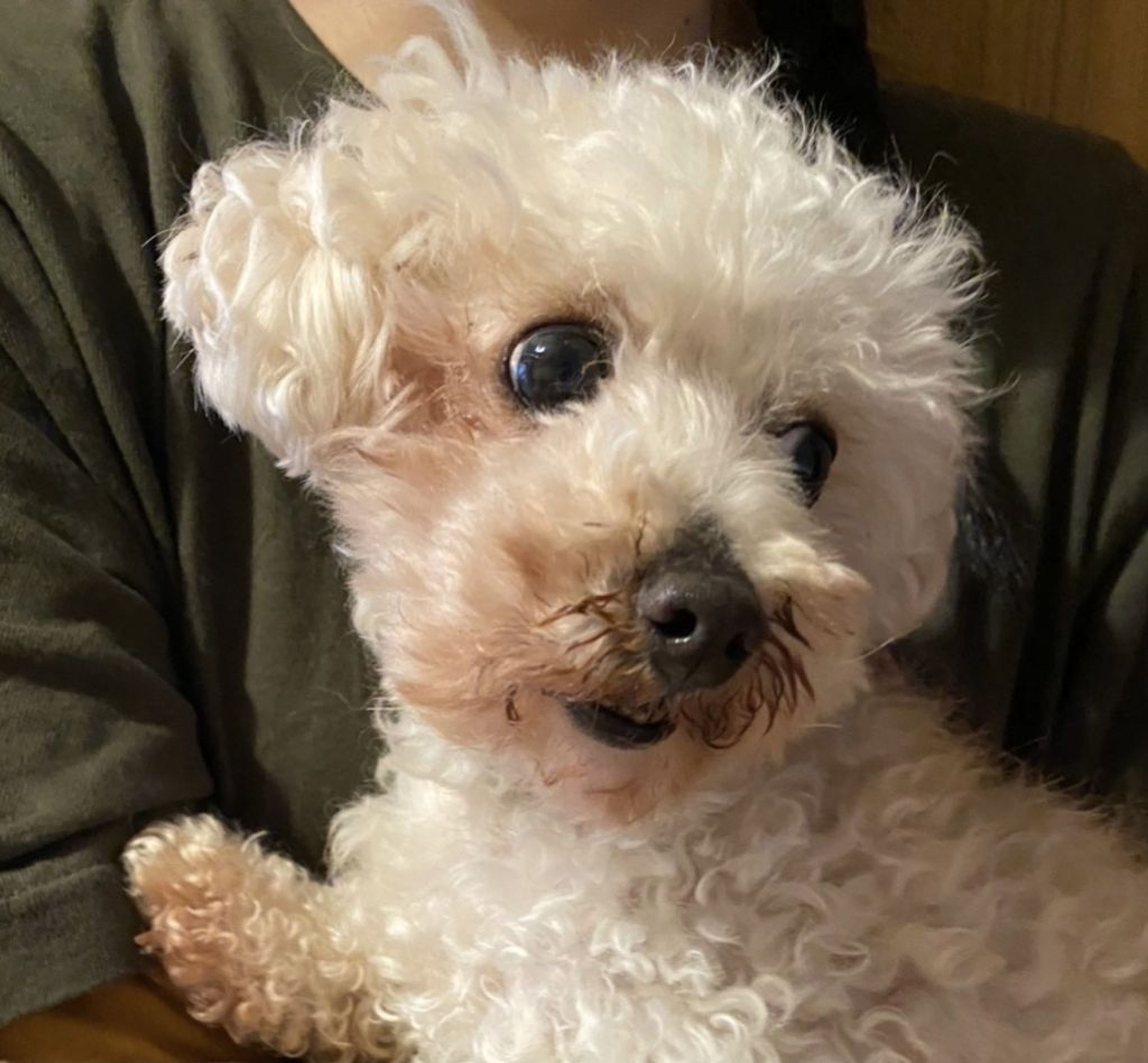 pet-image-9