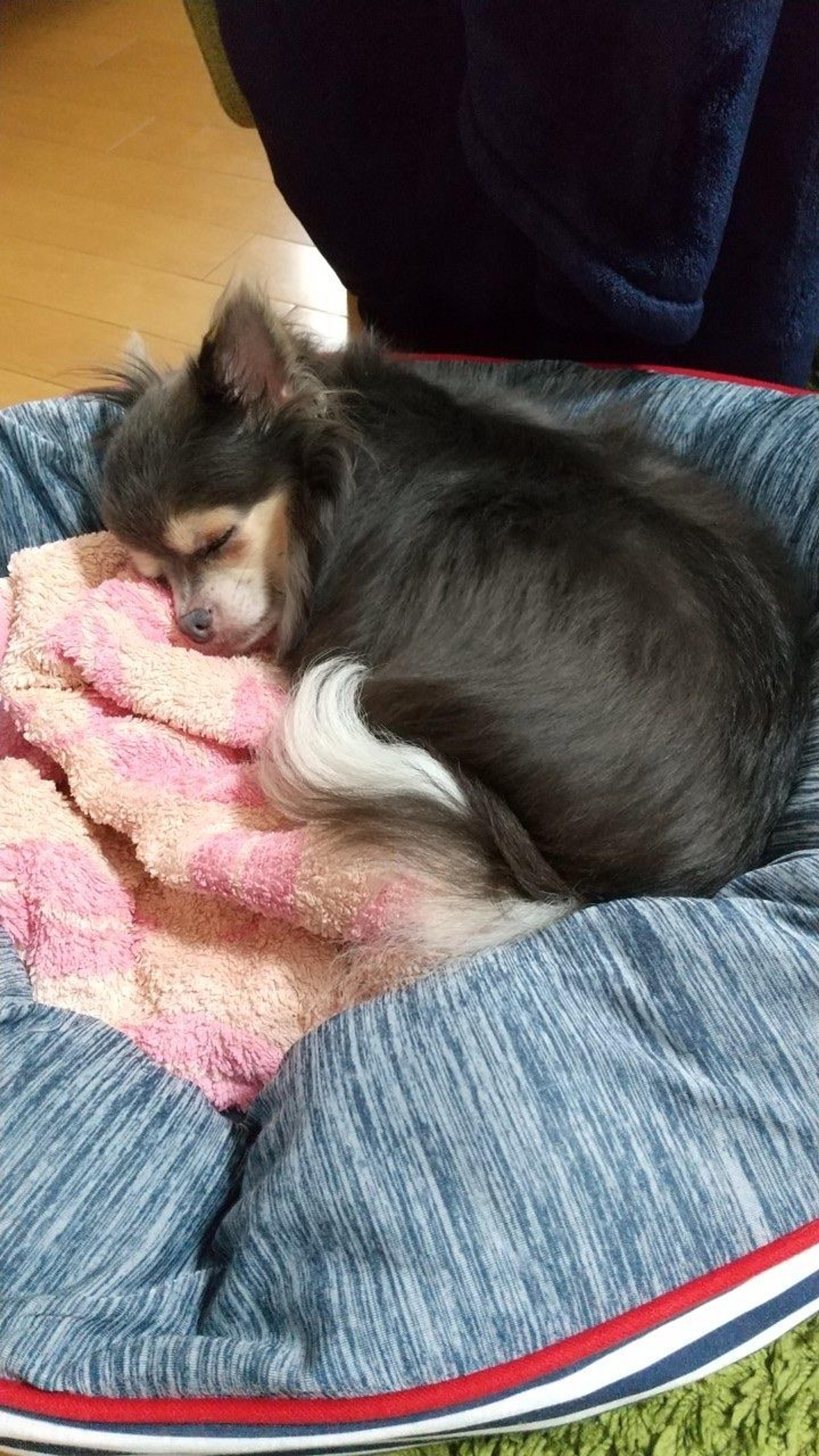 pet-image-3