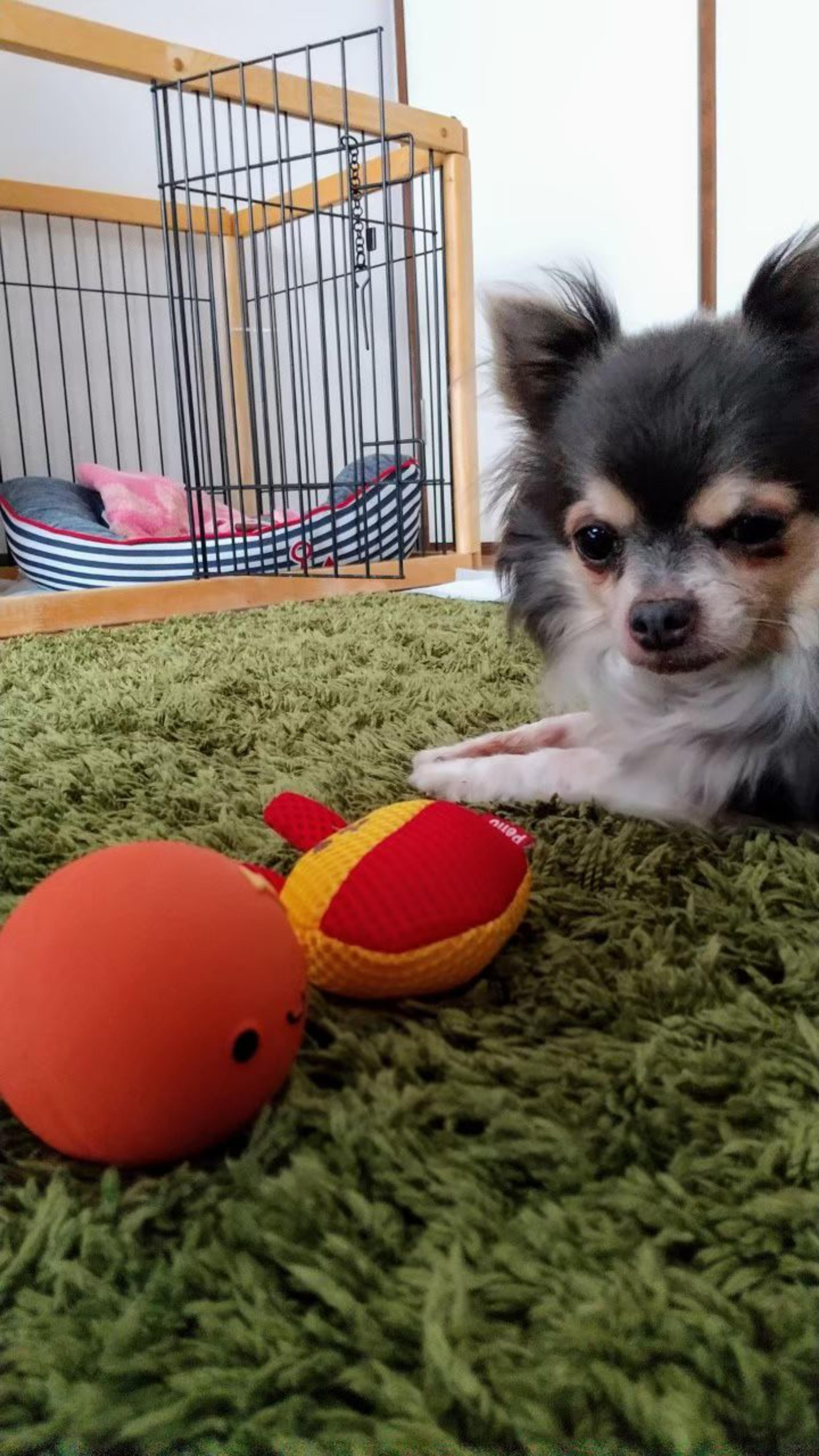pet-image-4
