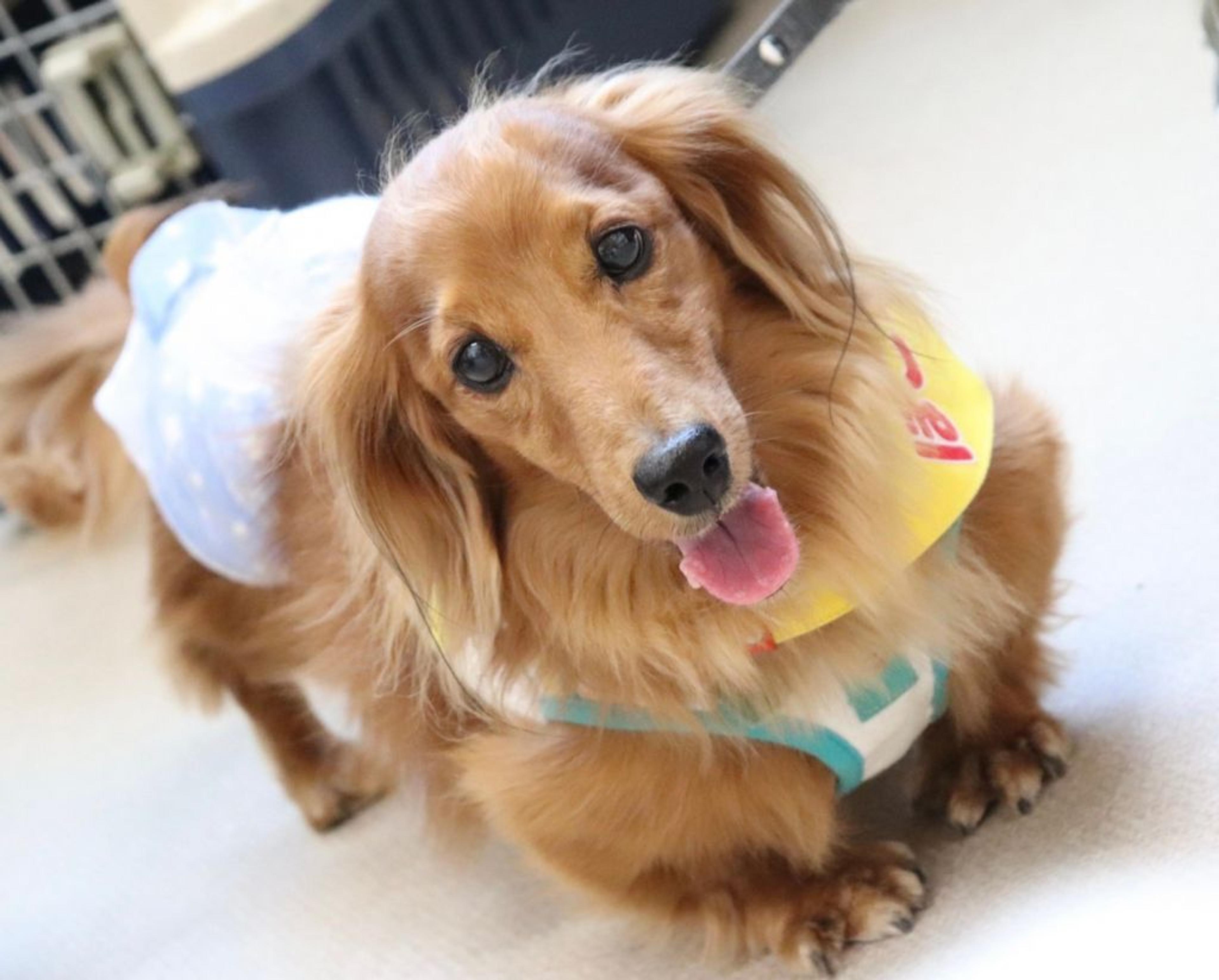 pet-image-5