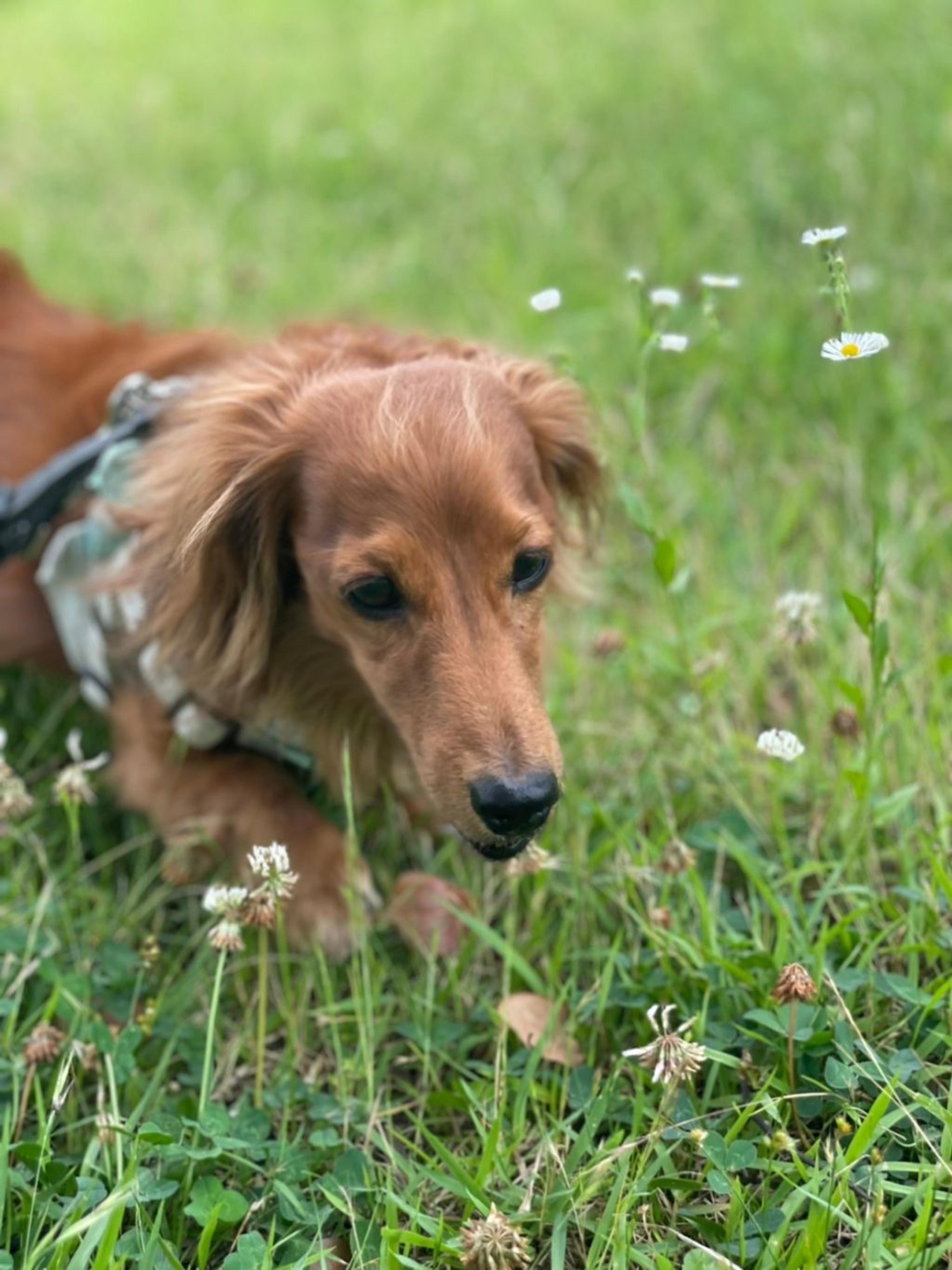 pet-image-6