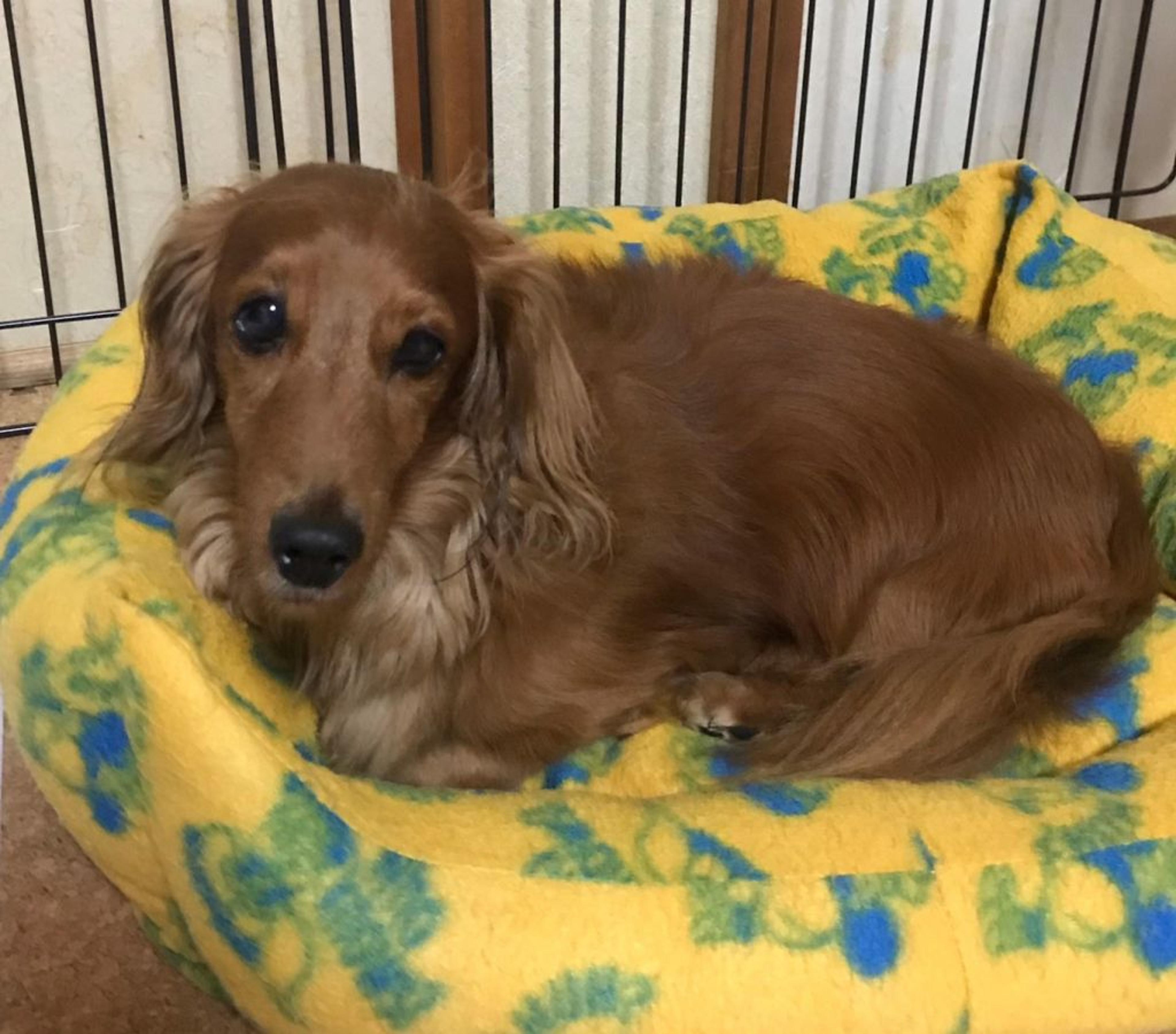 pet-image-9