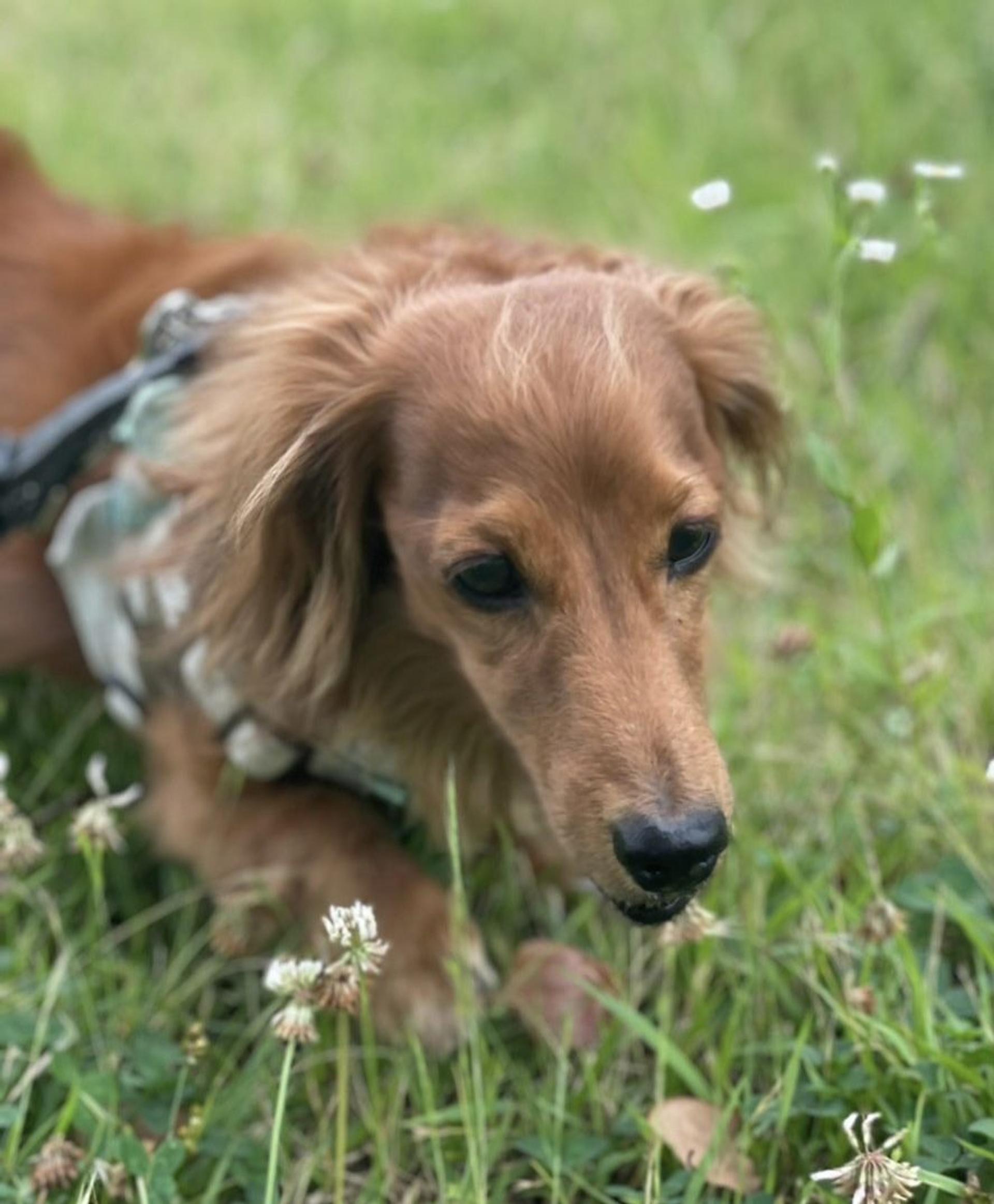 pet-image-4