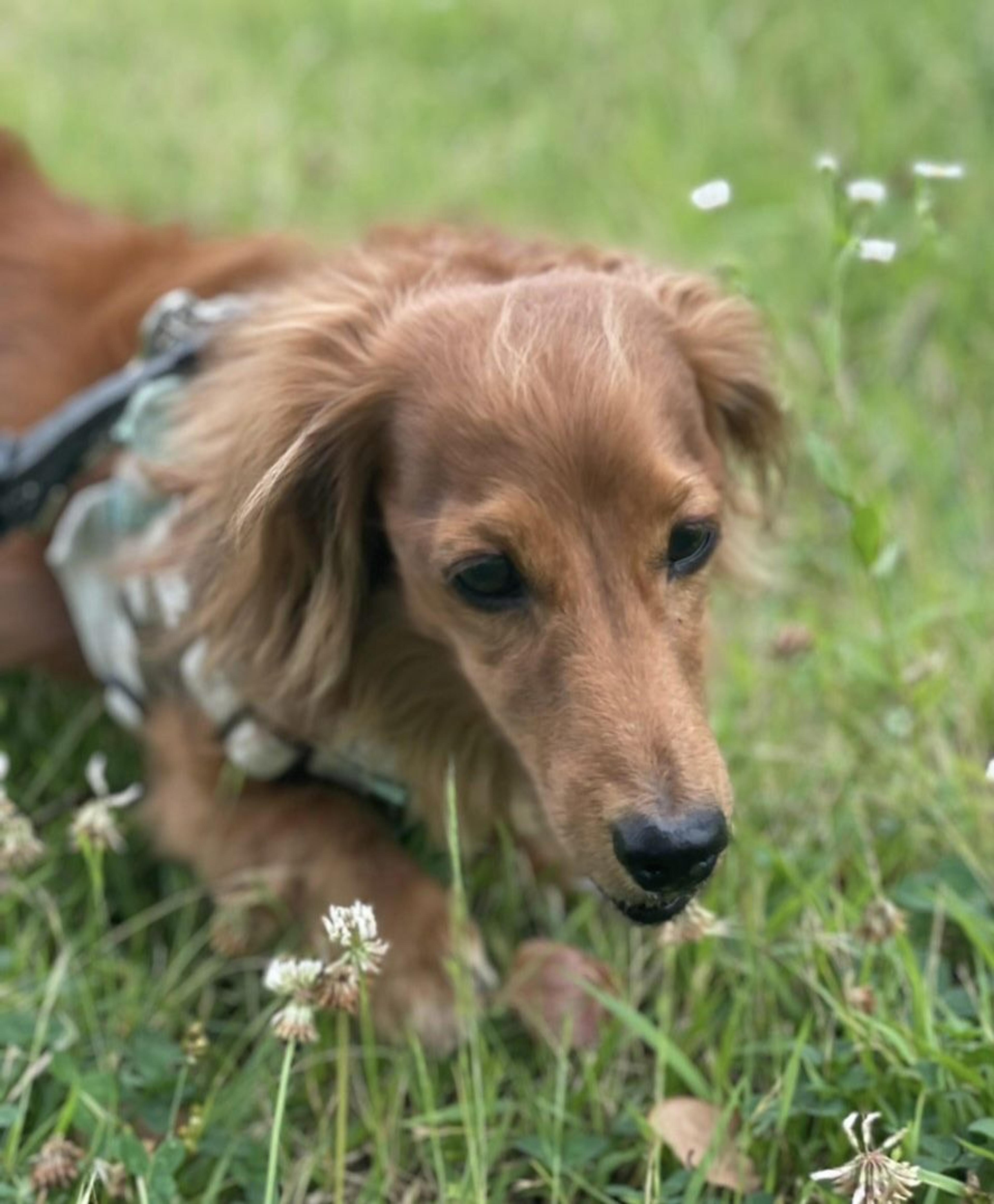 pet-image-4