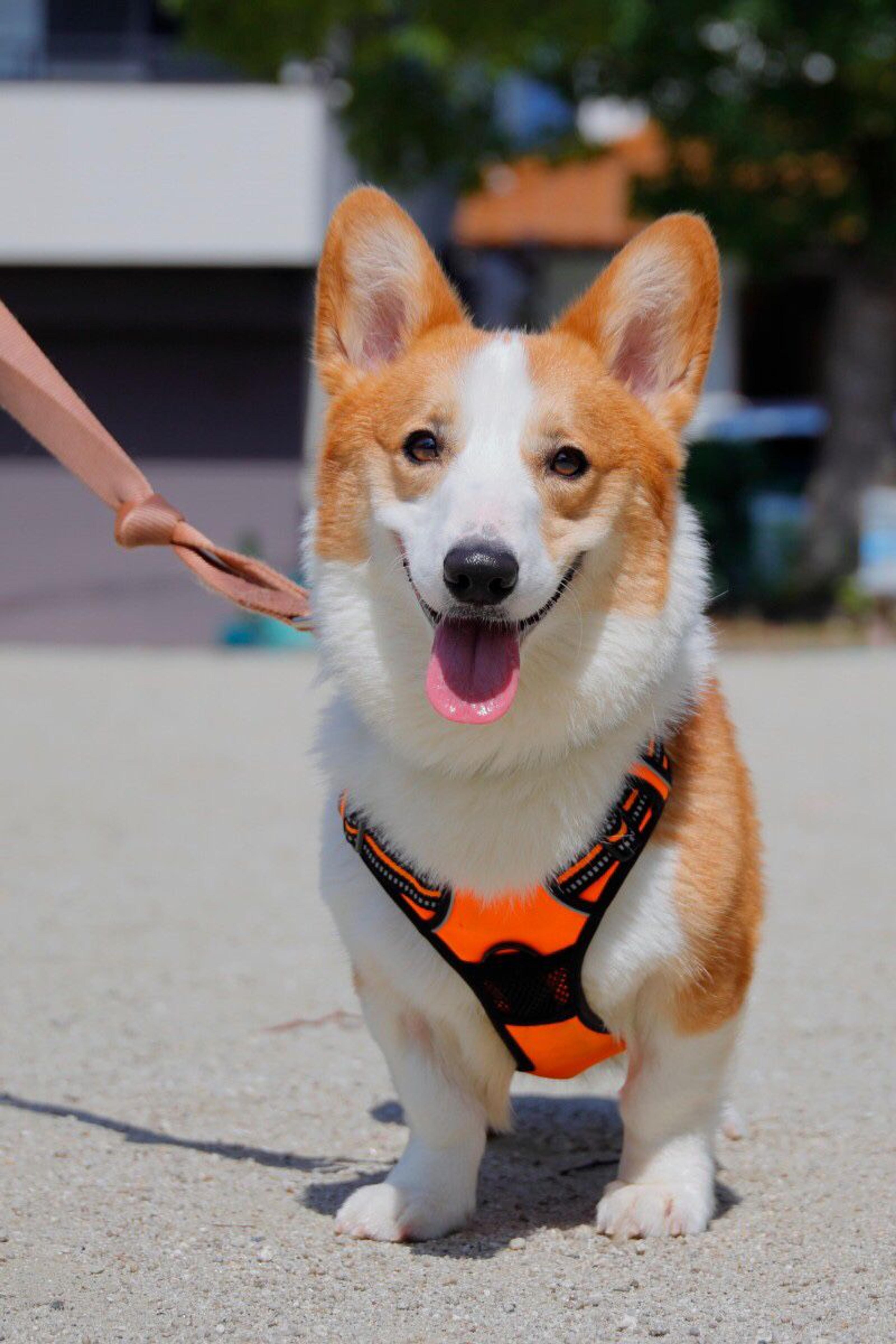 pet-image-2