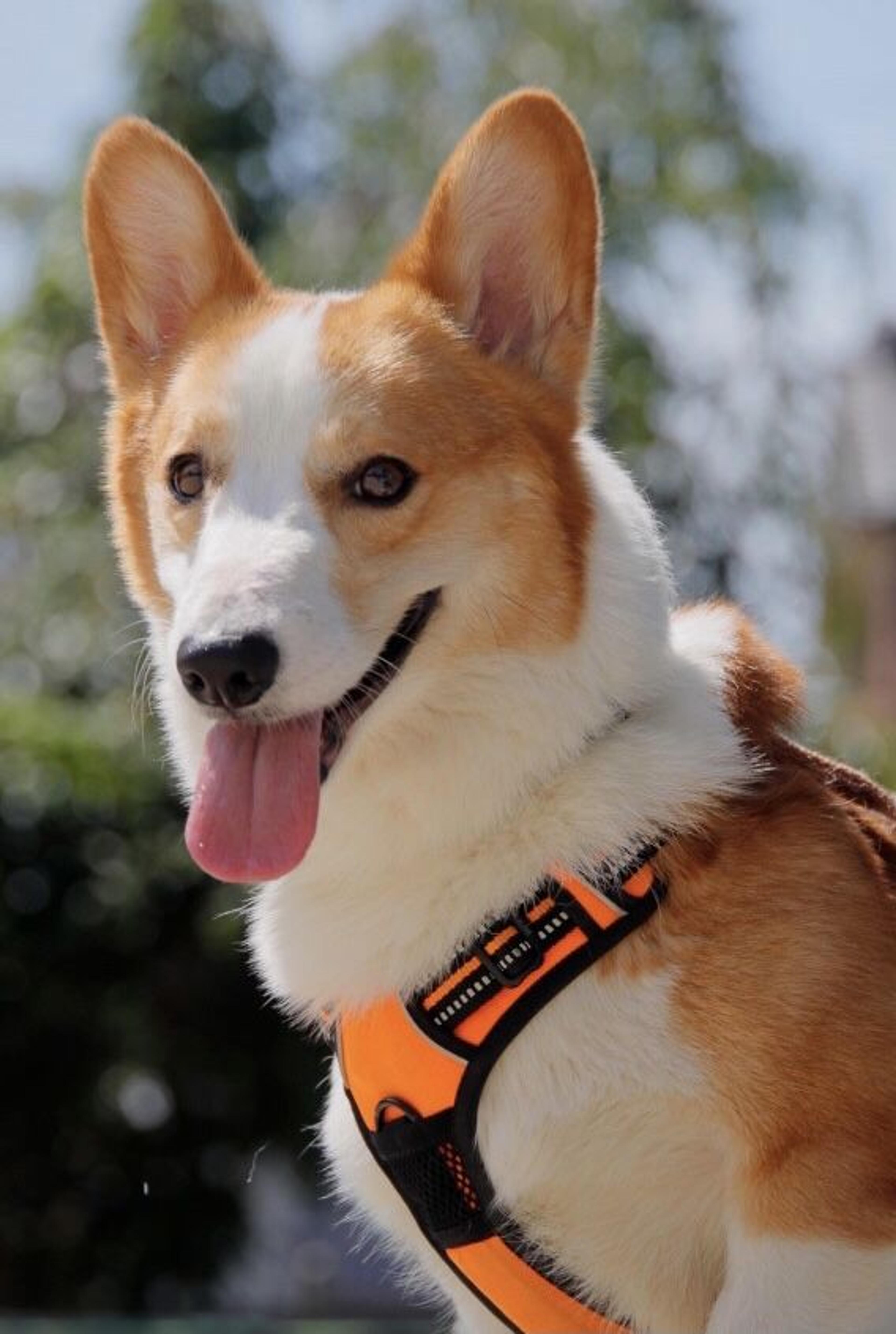 pet-image-4