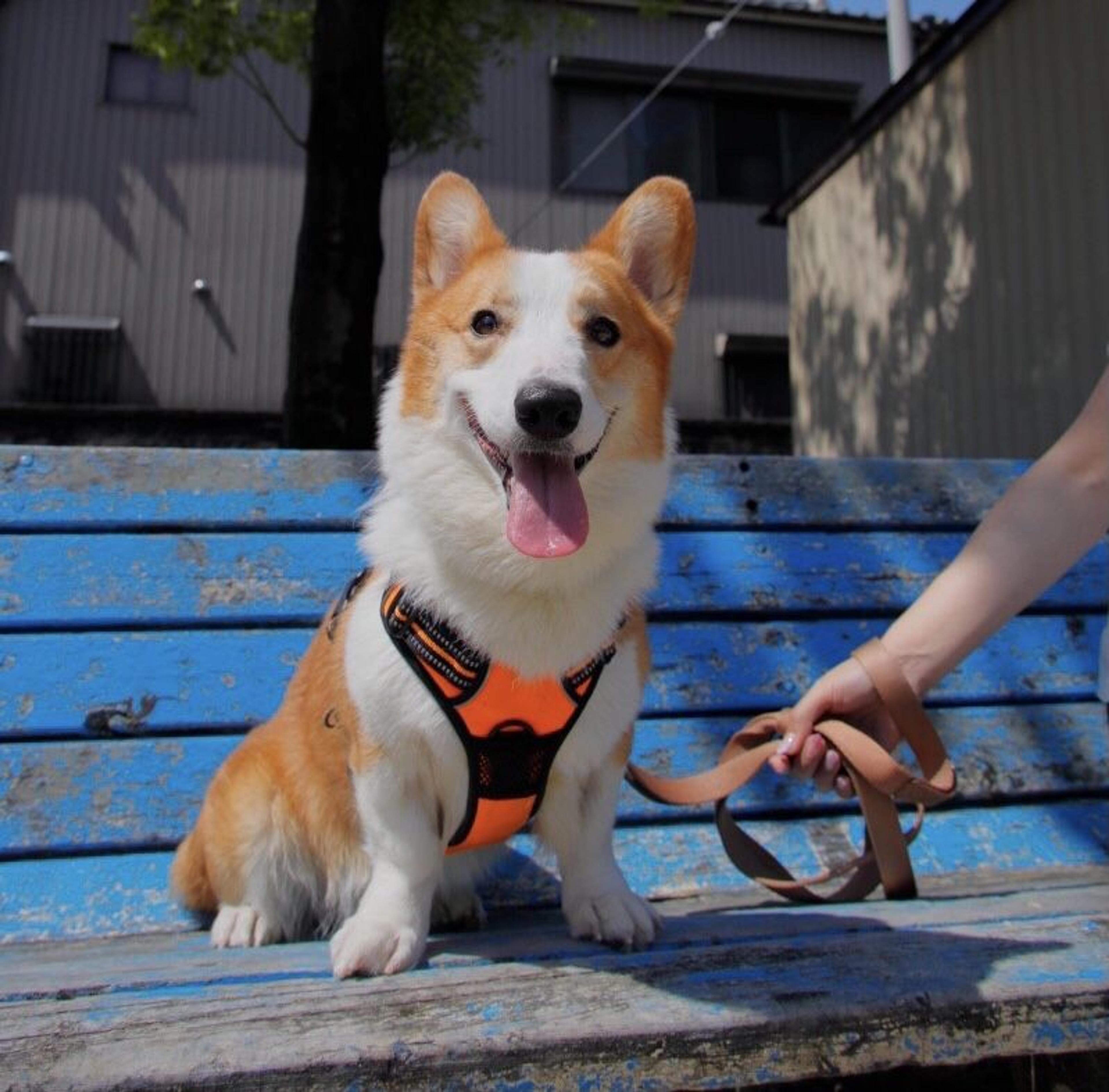 pet-image-5