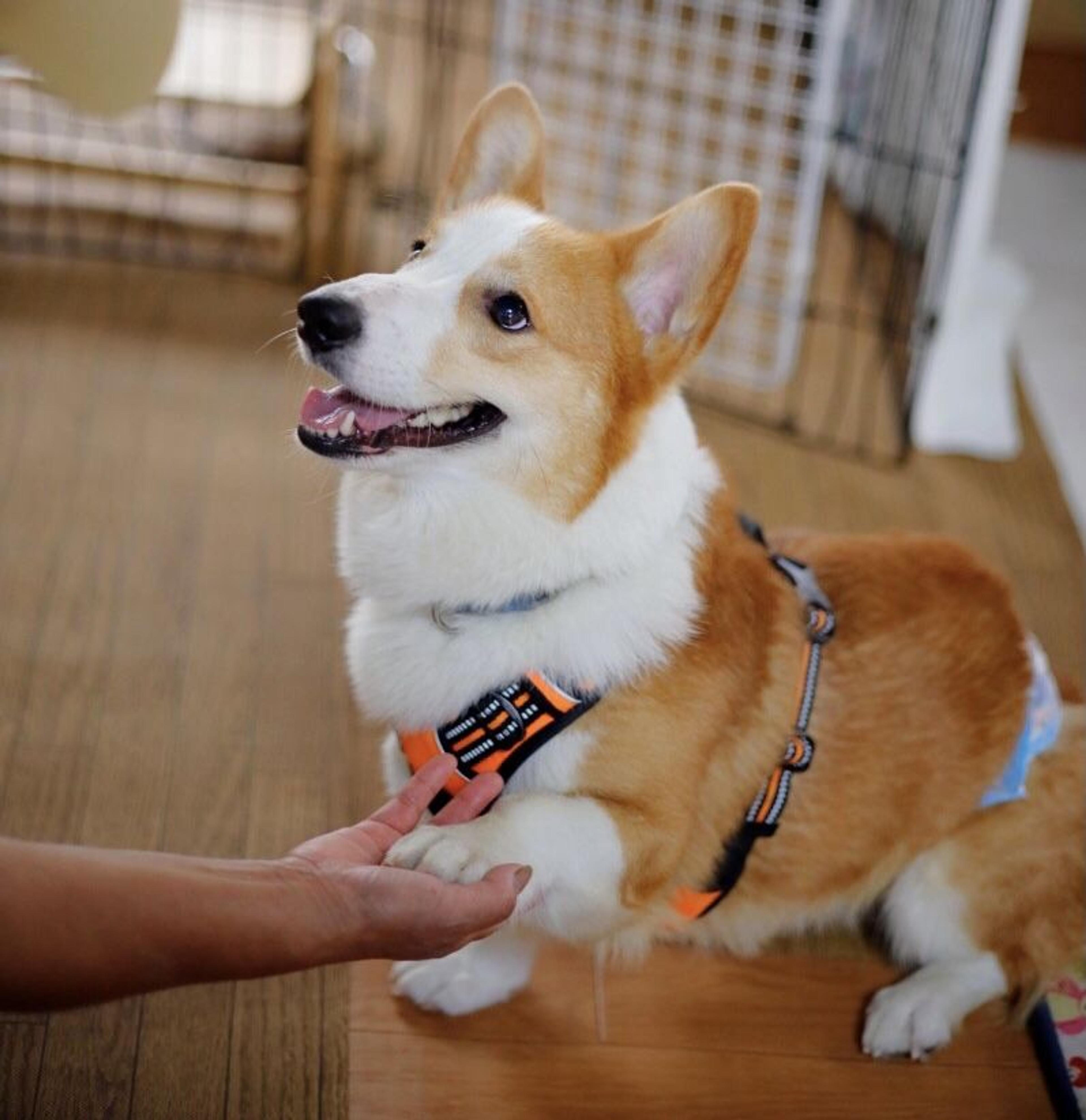 pet-image-6