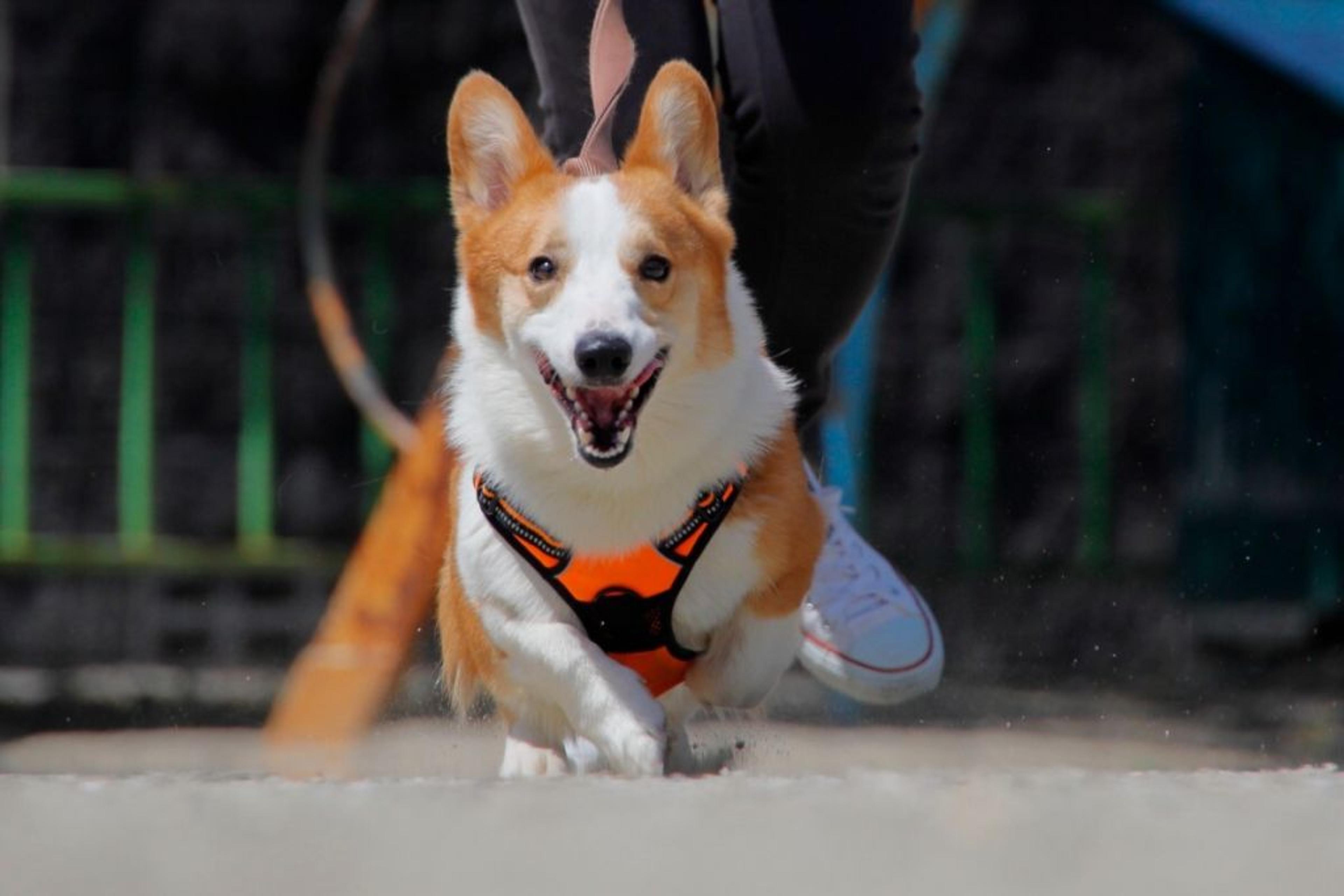 pet-image-7