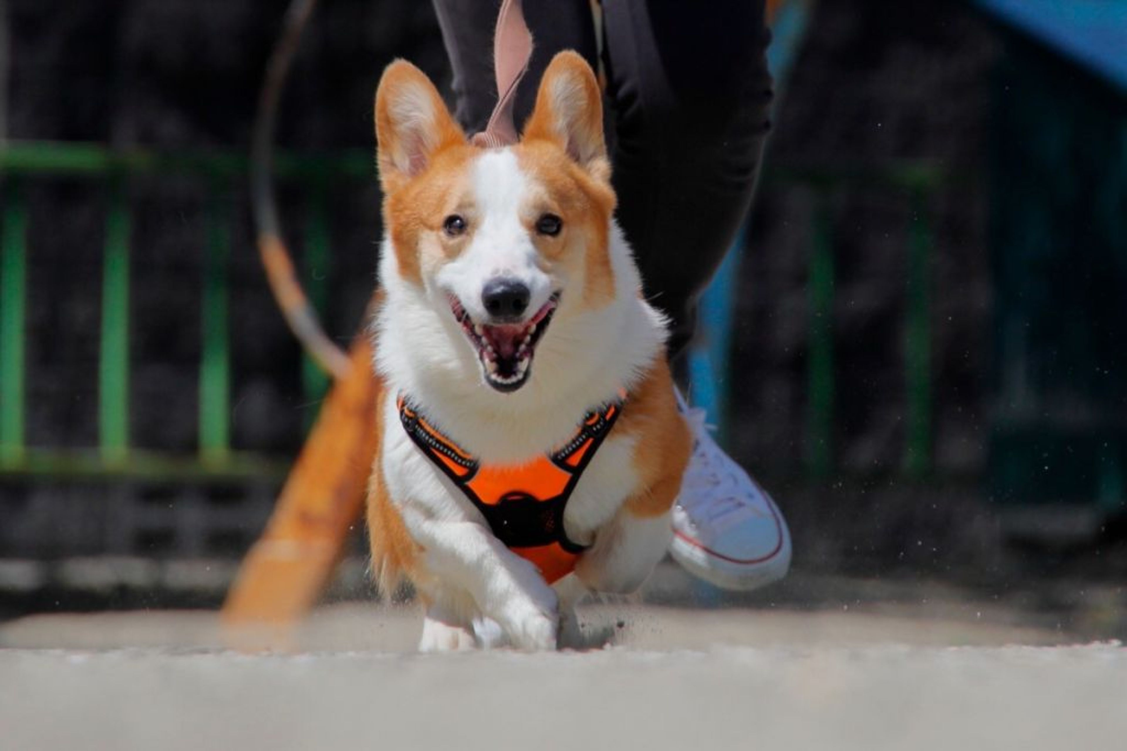 pet-image-7