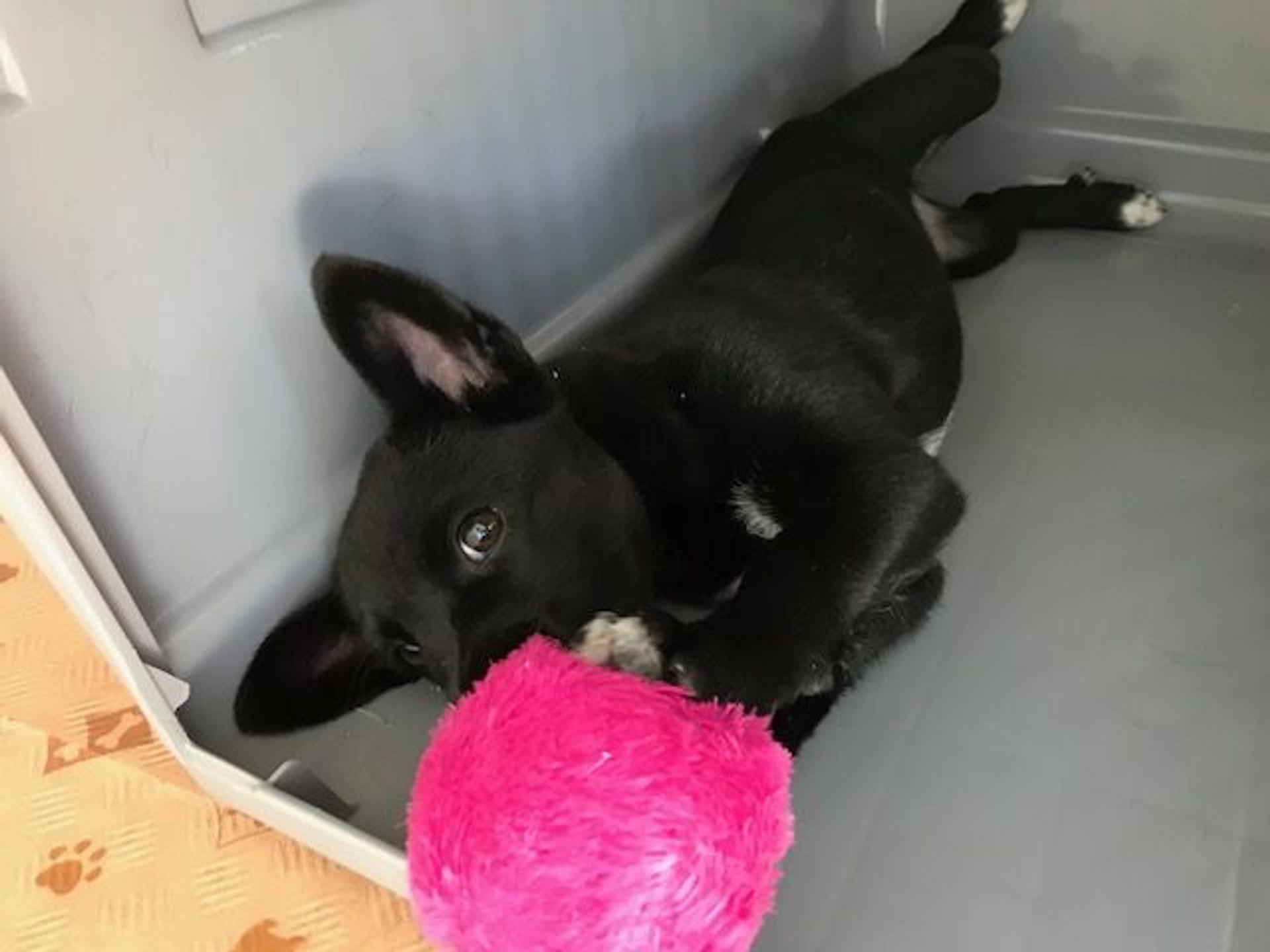 pet-image-3