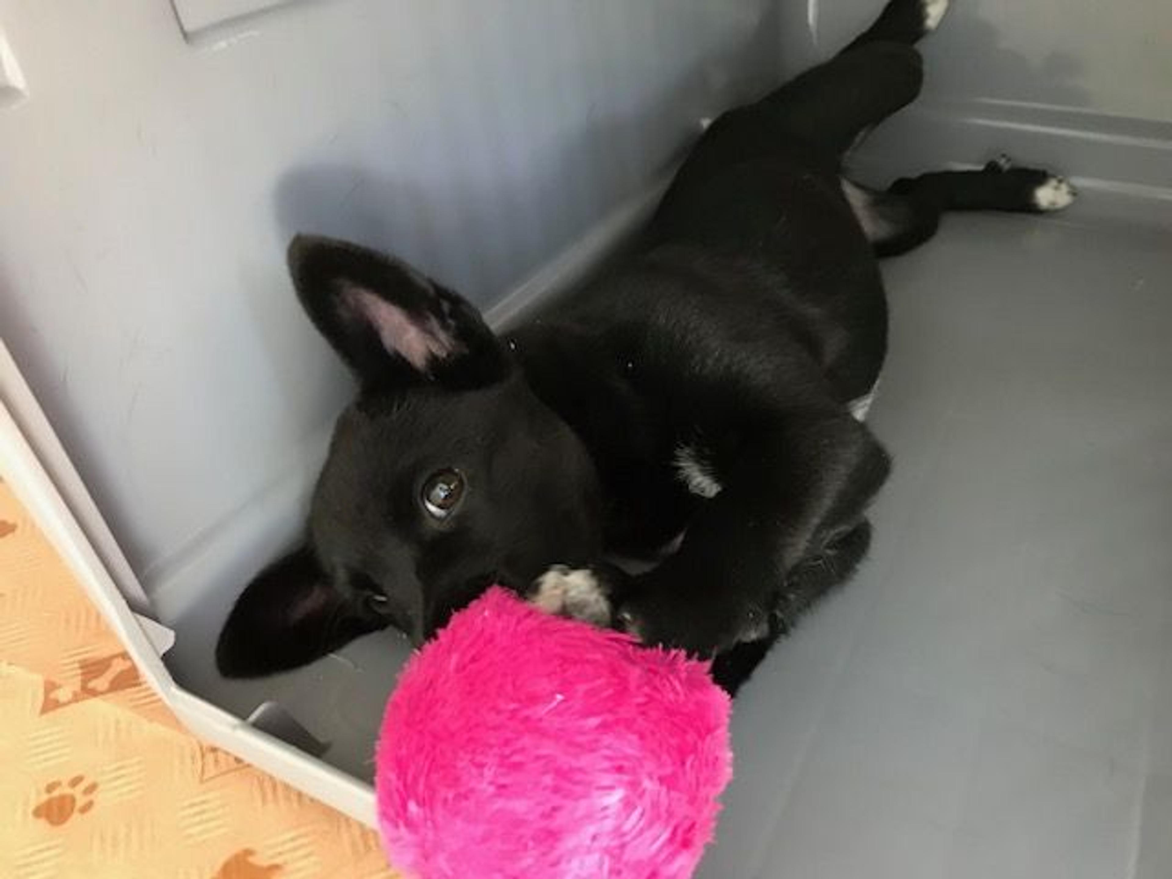 pet-image-3