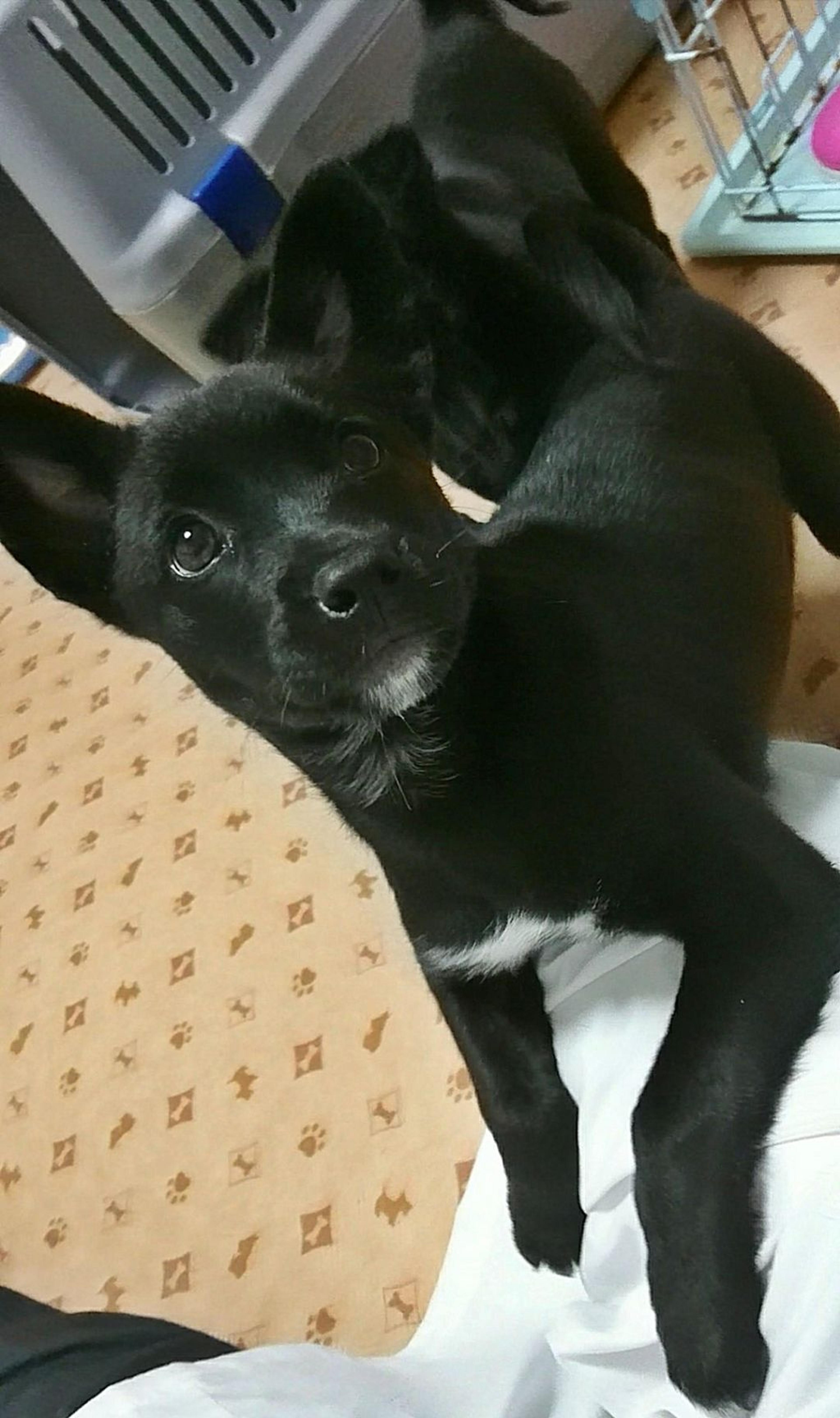pet-image-2