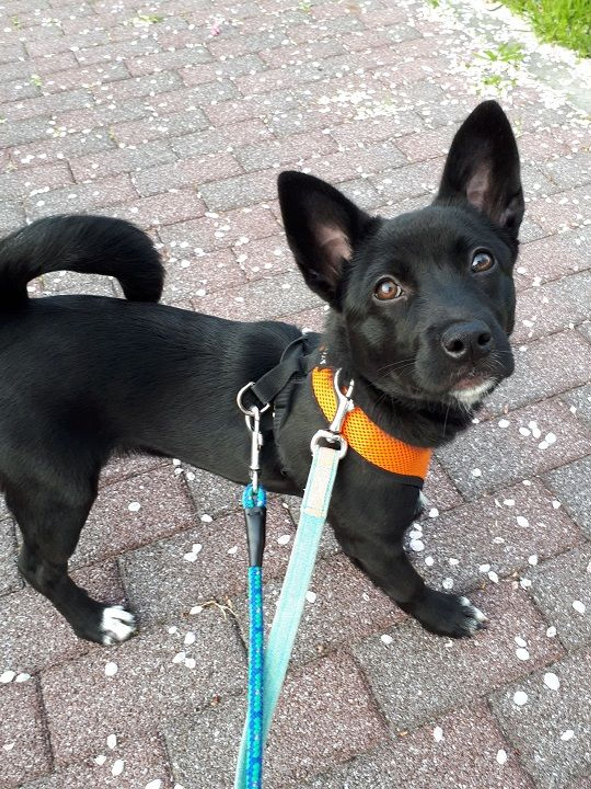 雑種（ミックス犬）・メスの里親募集の写真