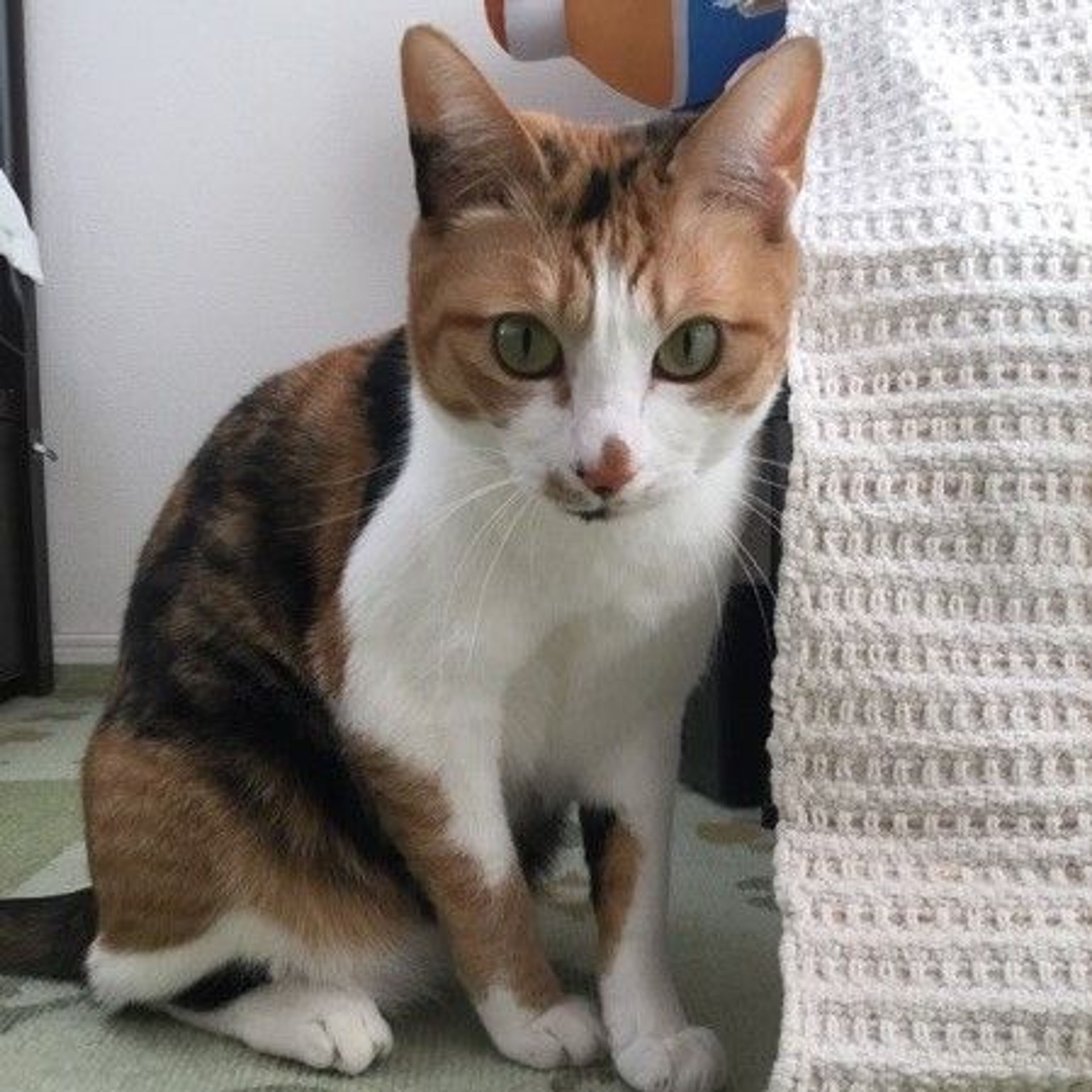 pet-image-3