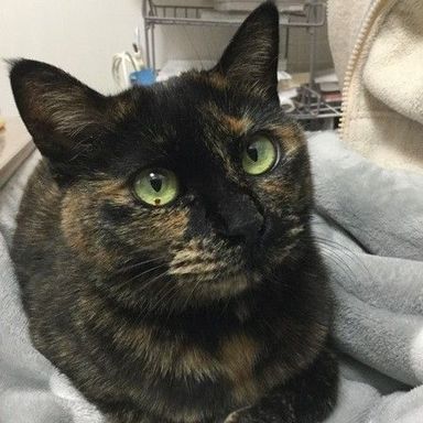 モル