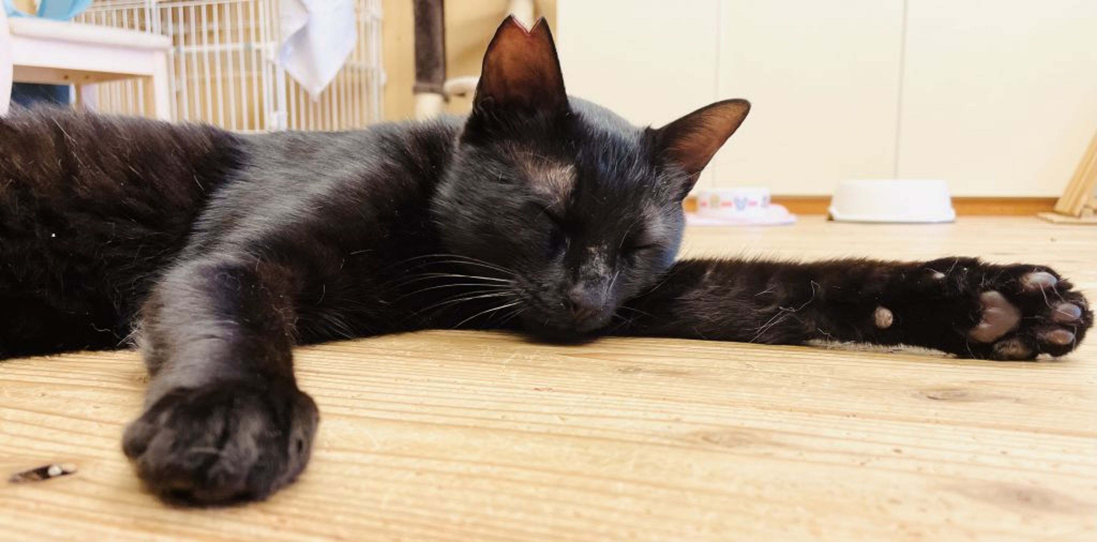 雑種（ミックス猫）・オスの里親募集の写真