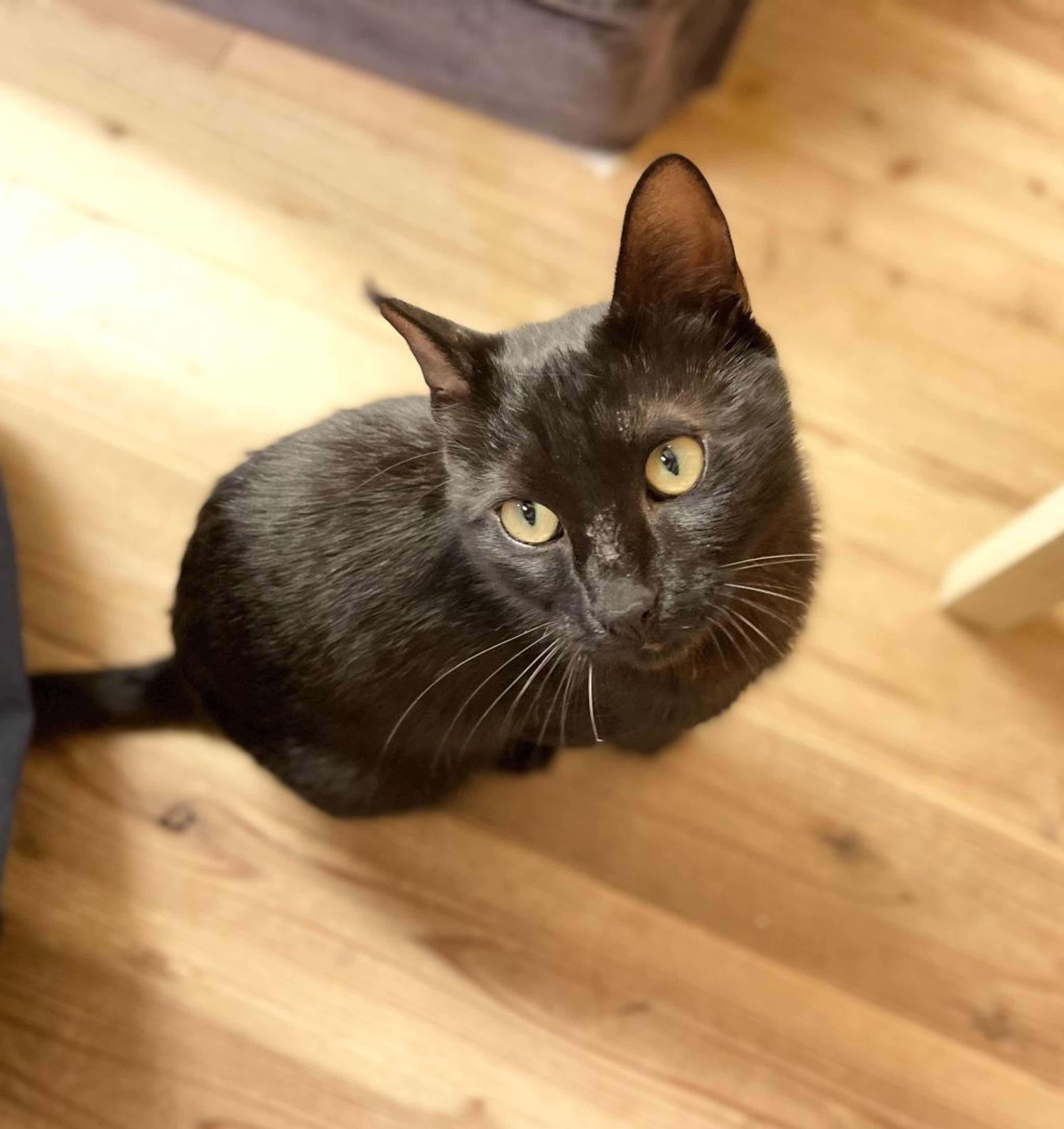 pet-image-2