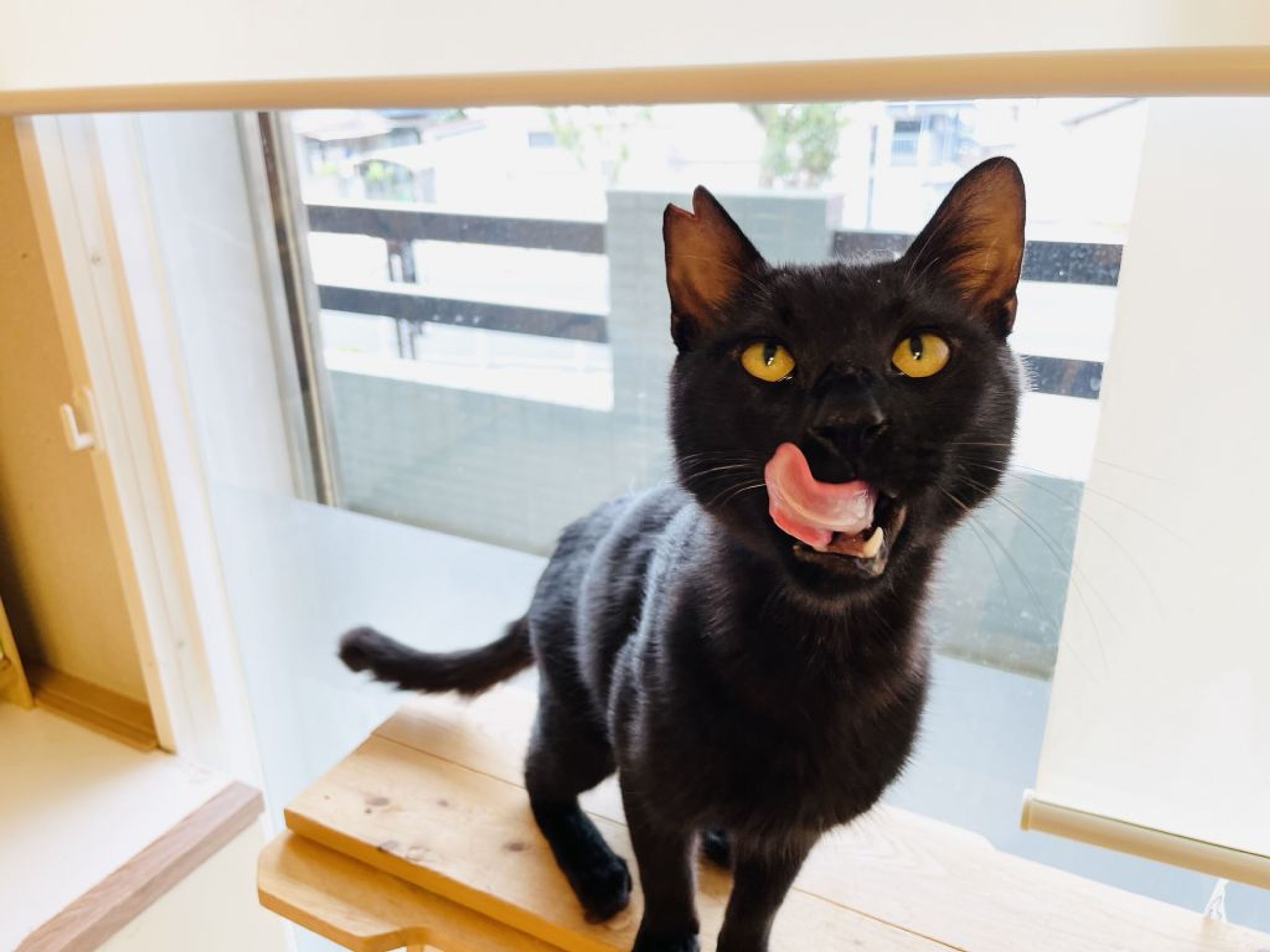 pet-image-3