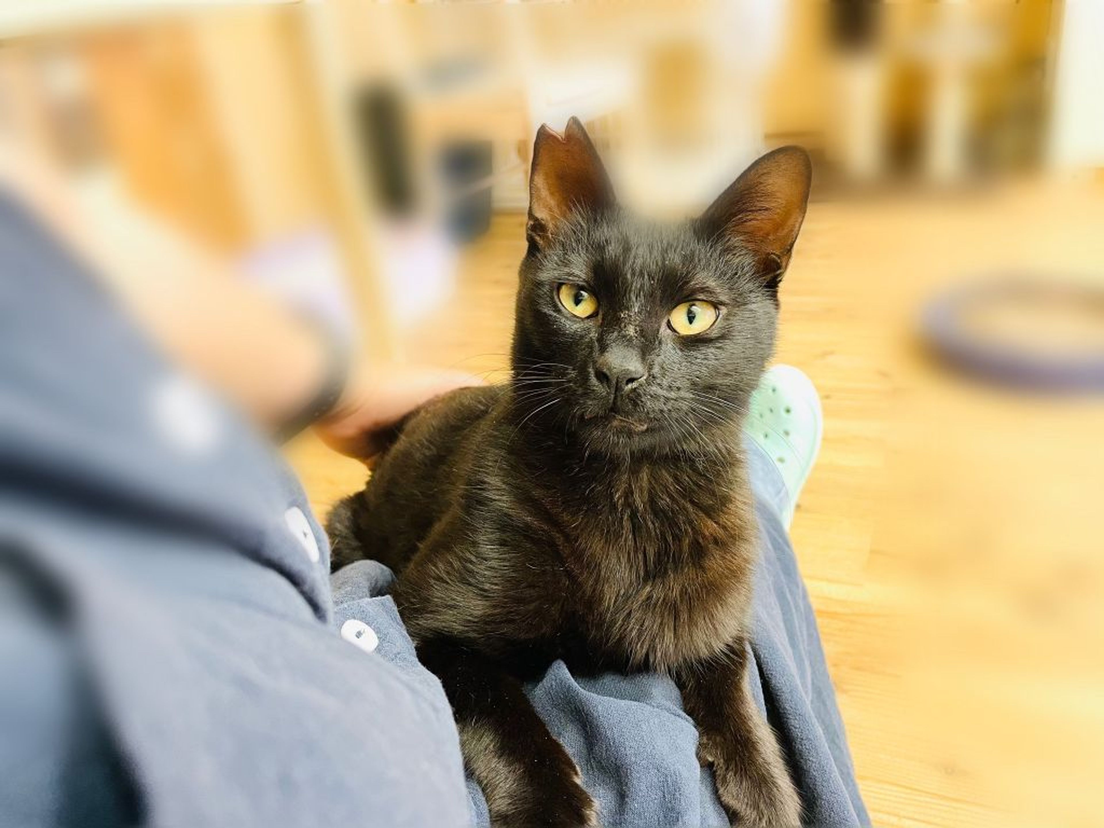 pet-image-5