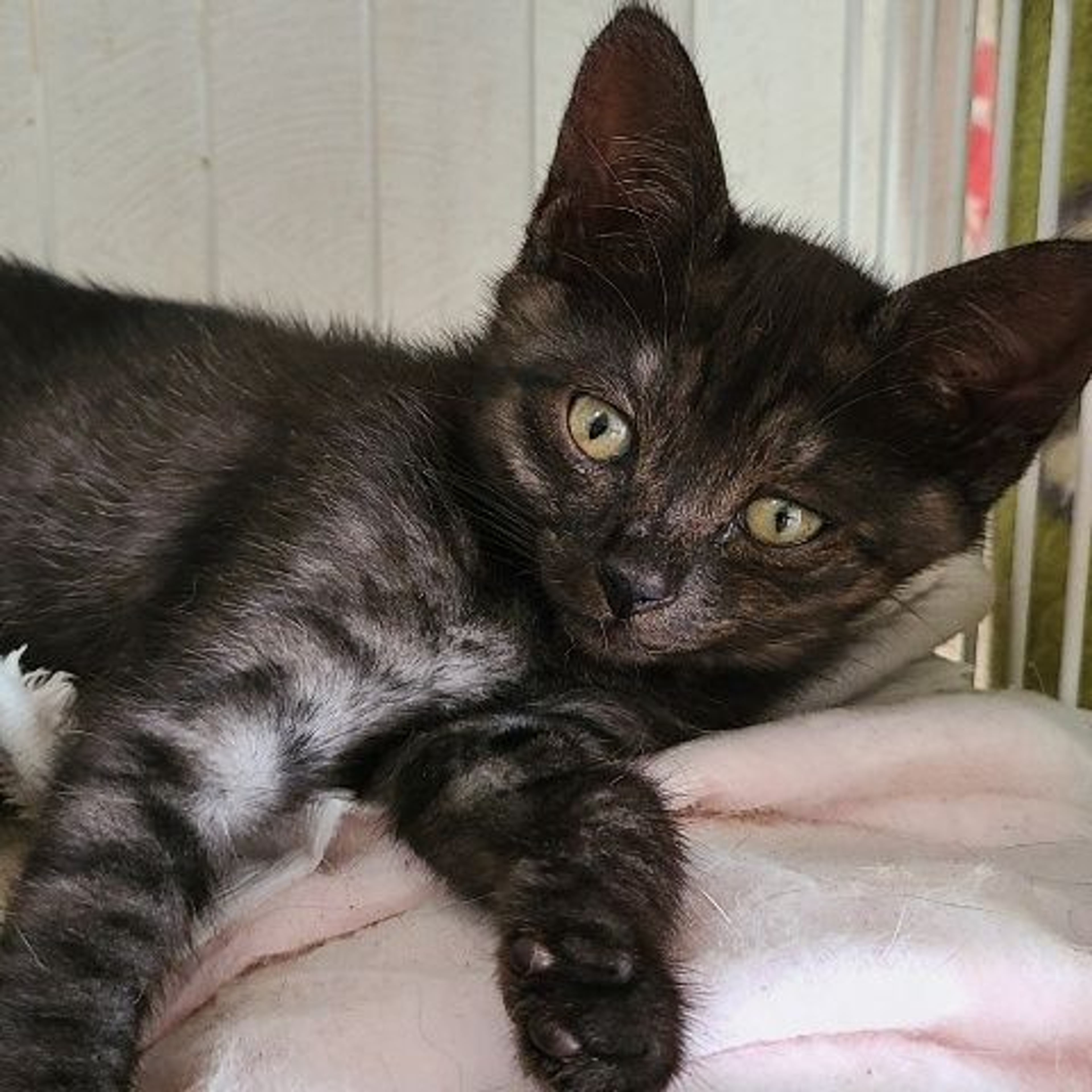 雑種（ミックス猫）・メスの里親募集の写真