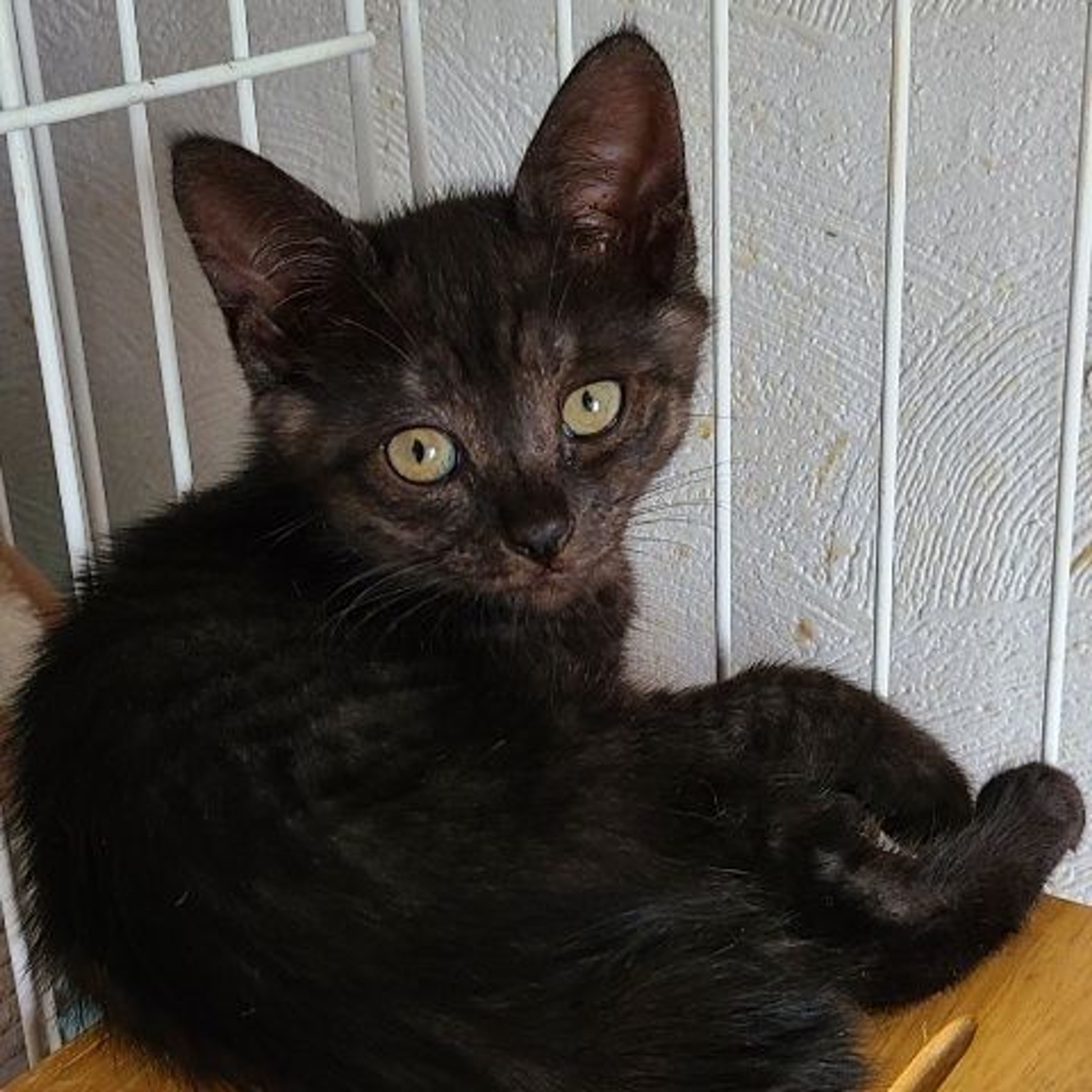 pet-image-3