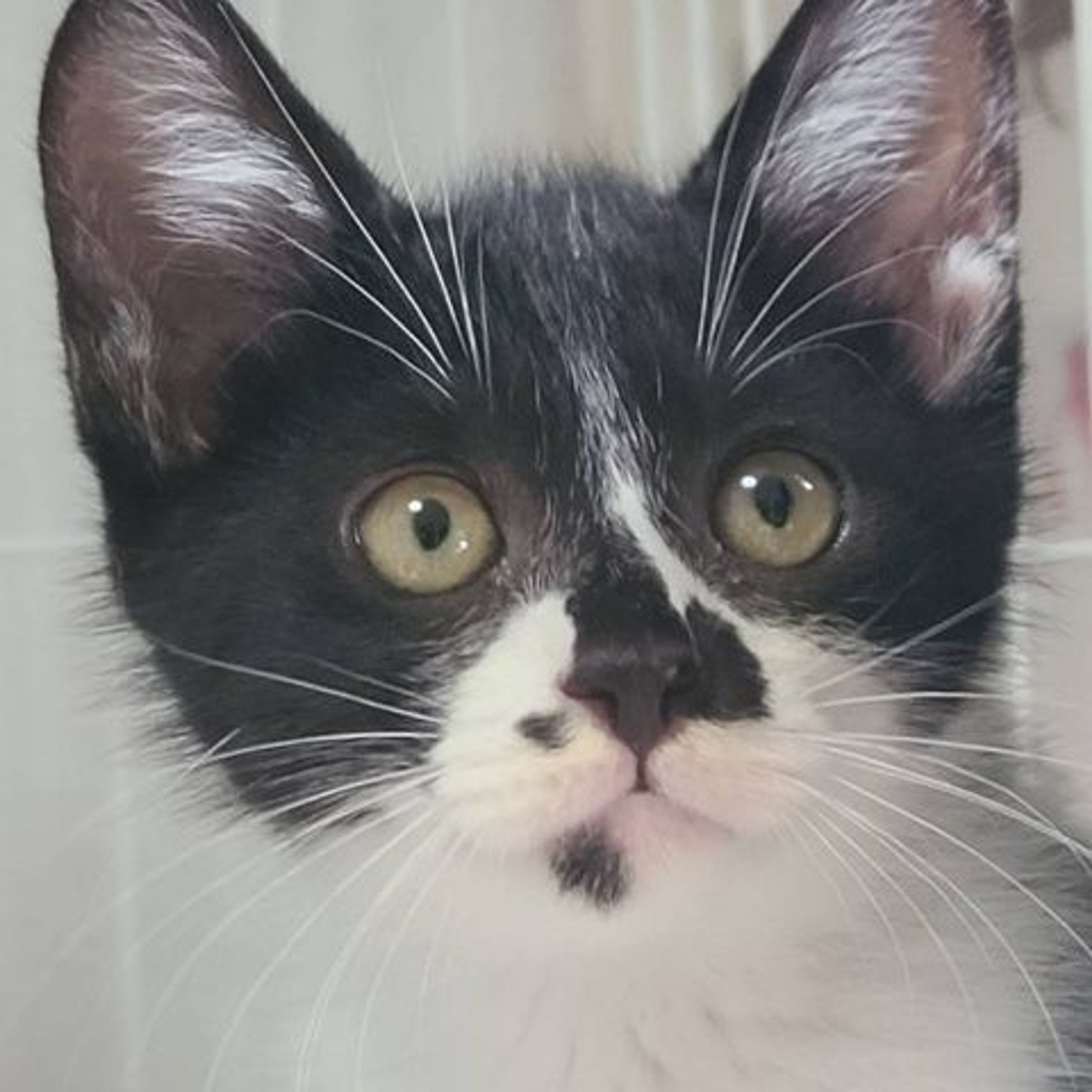 雑種（ミックス猫）・オスの里親募集の写真