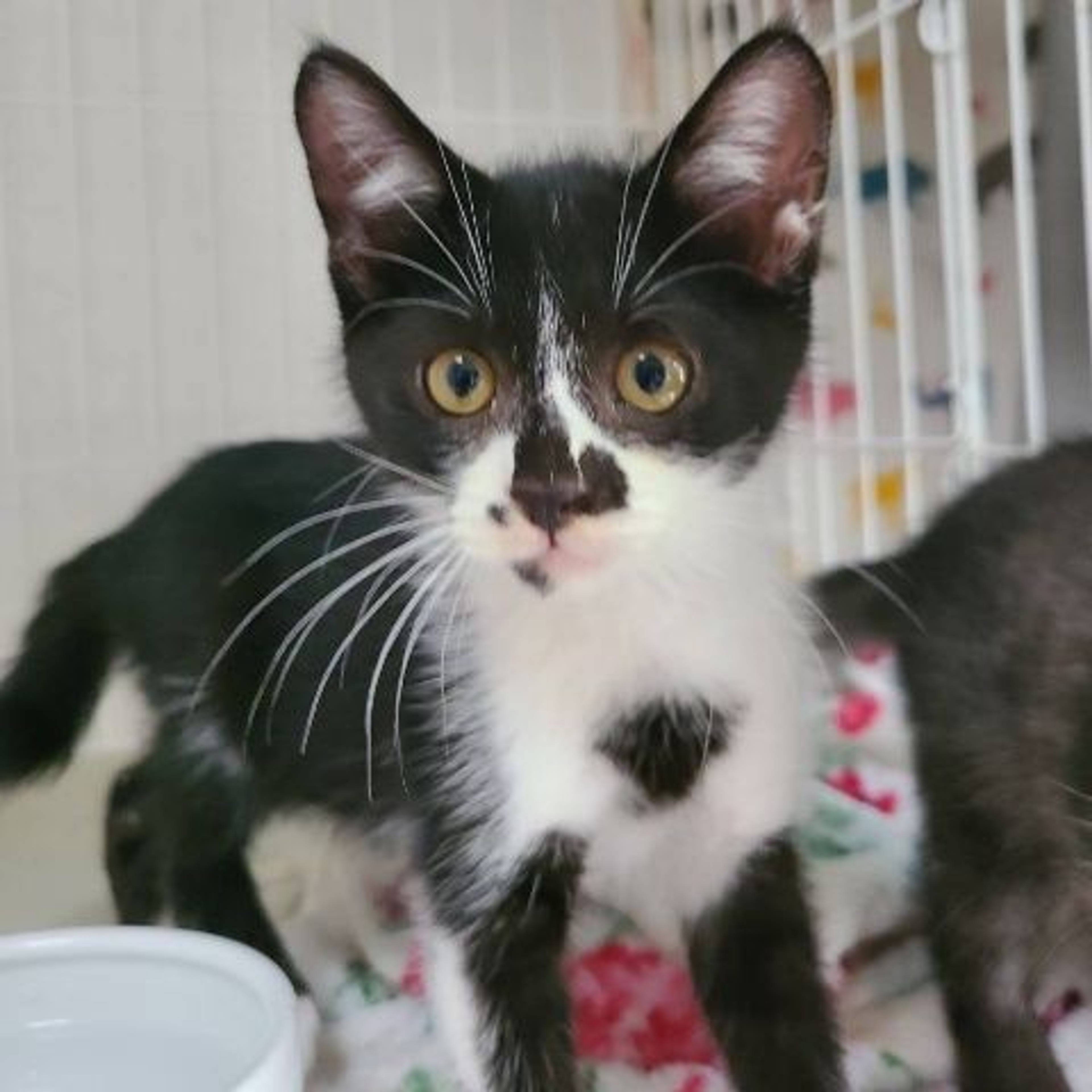 pet-image-2