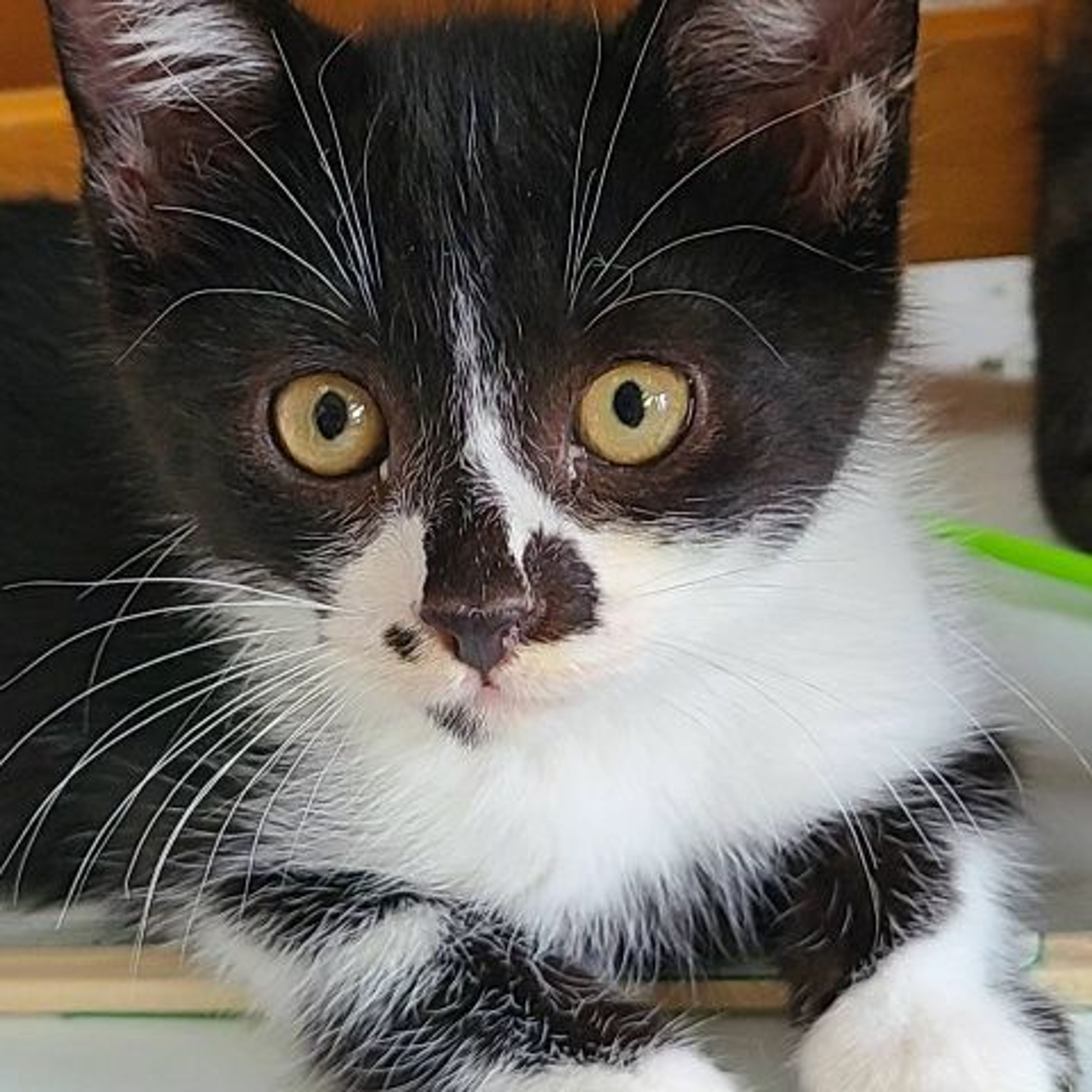 pet-image-3