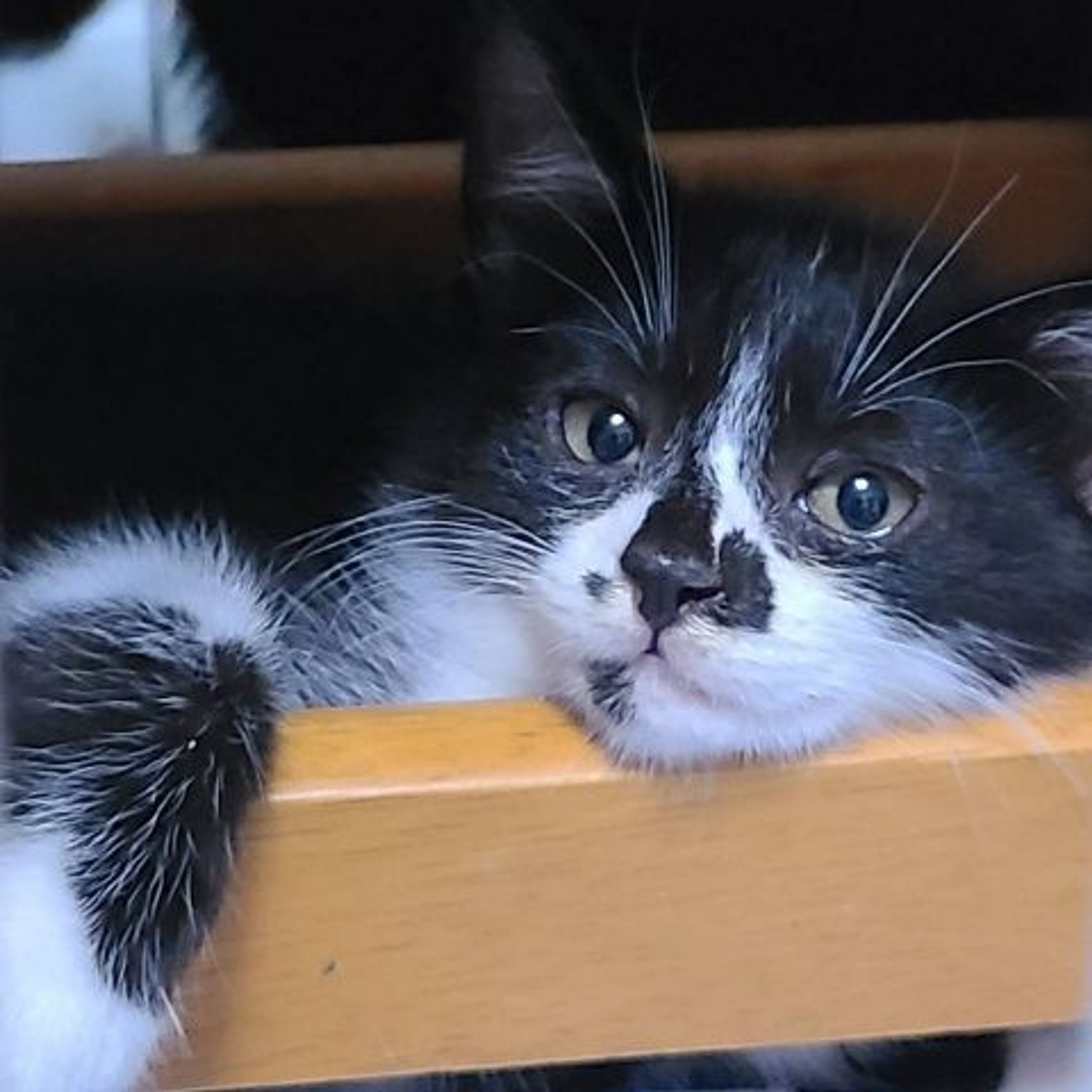 pet-image-4