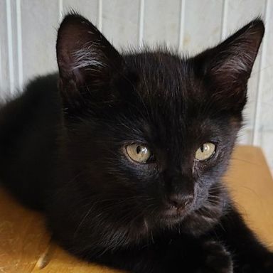 ごーどんの写真