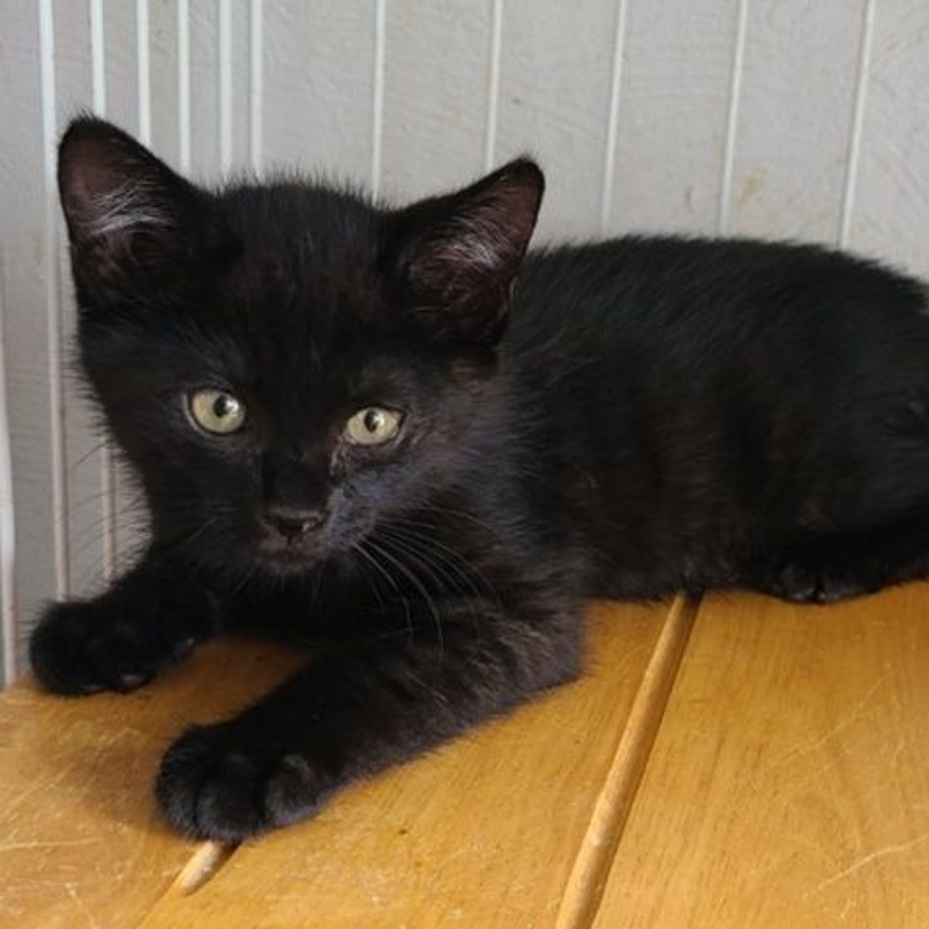 pet-image-3