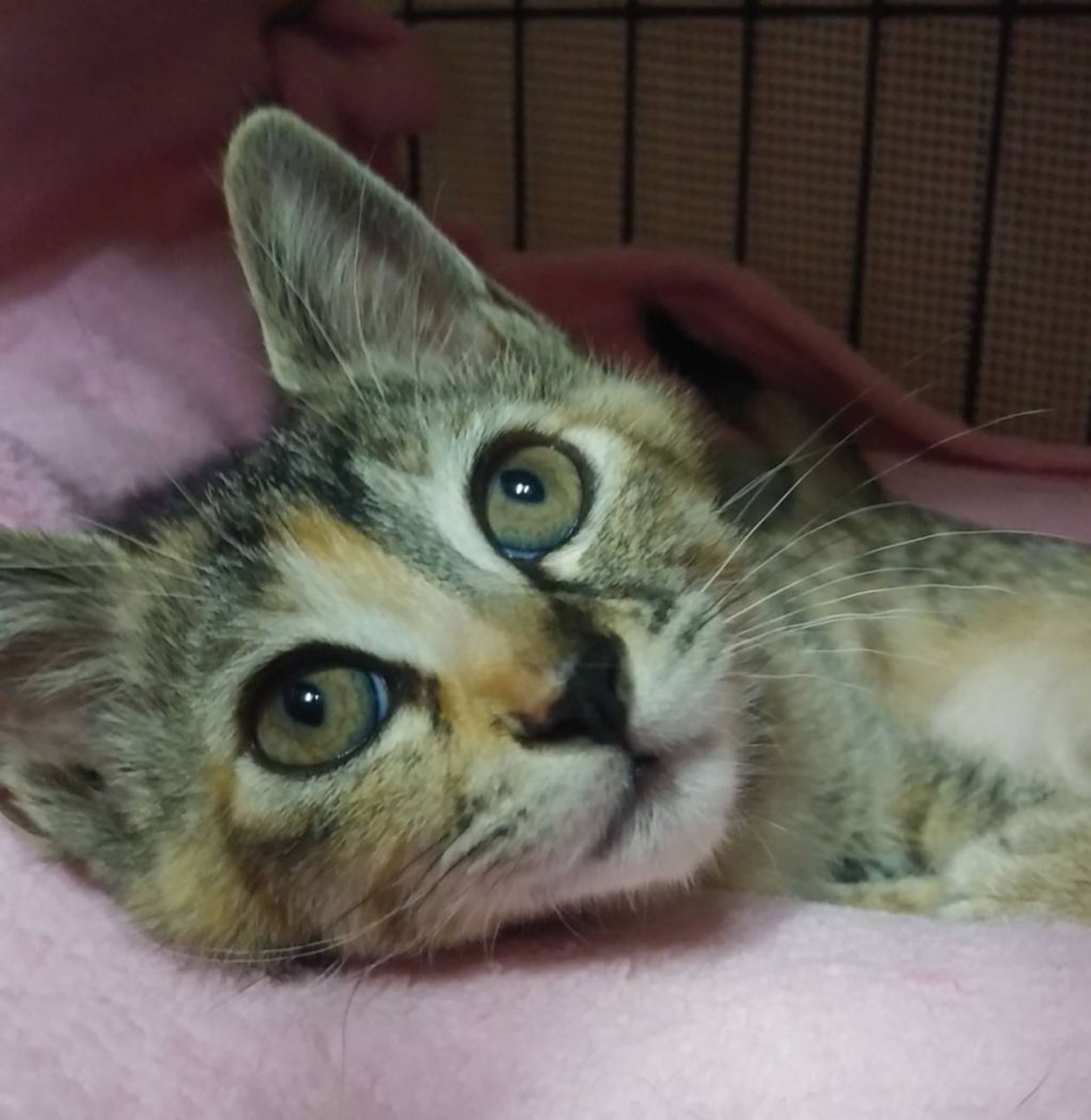 雑種（ミックス猫）・メスの里親募集の写真