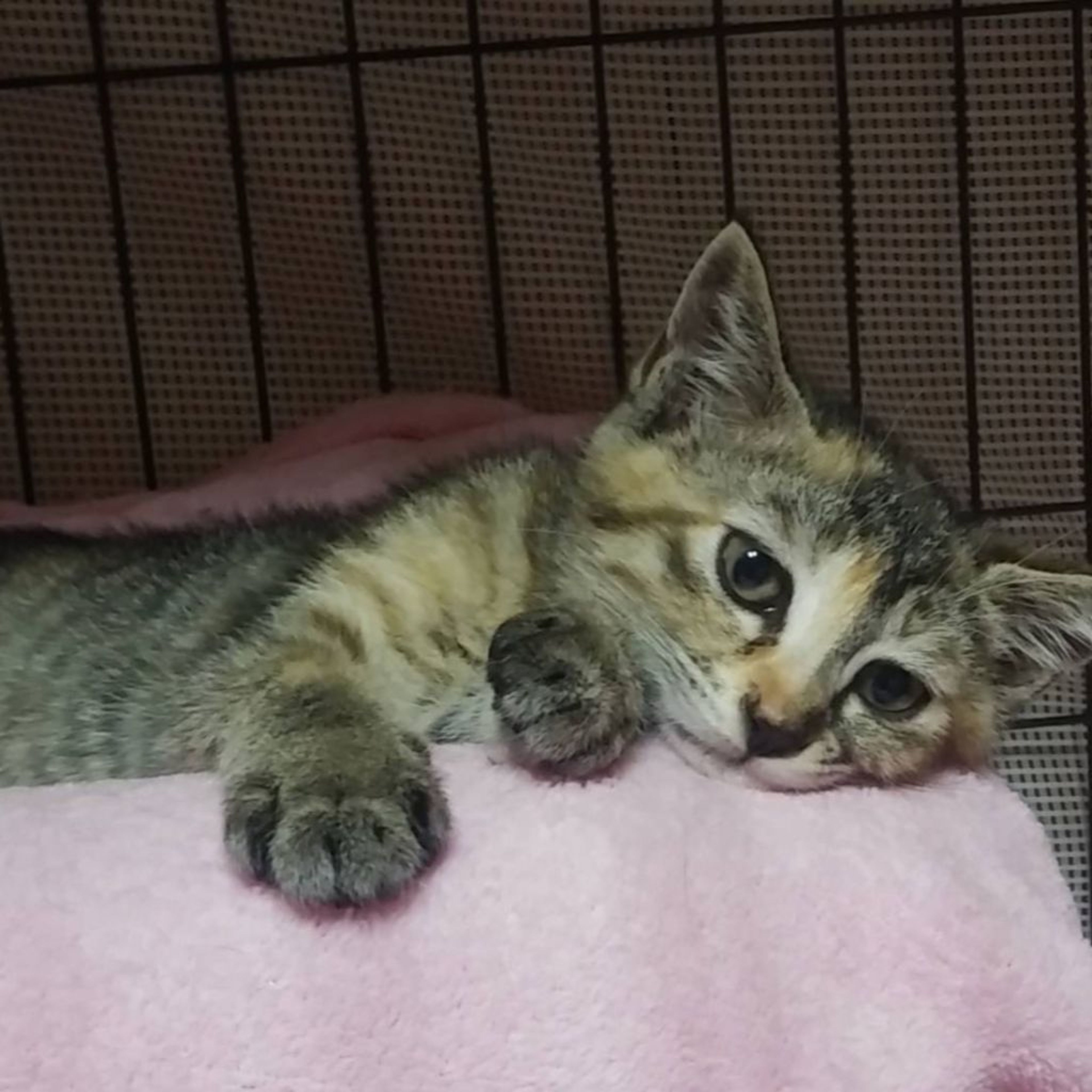 pet-image-3
