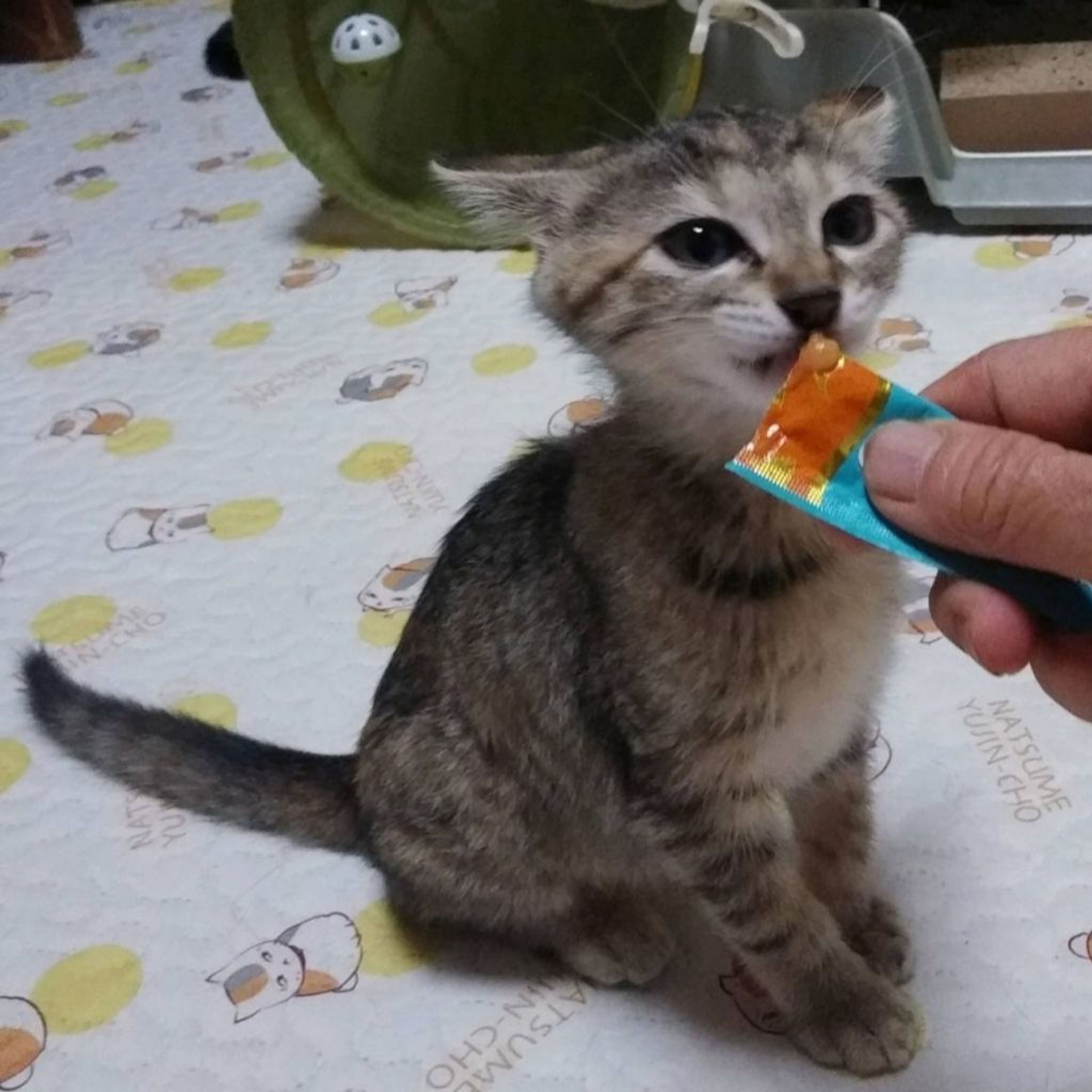 pet-image-4