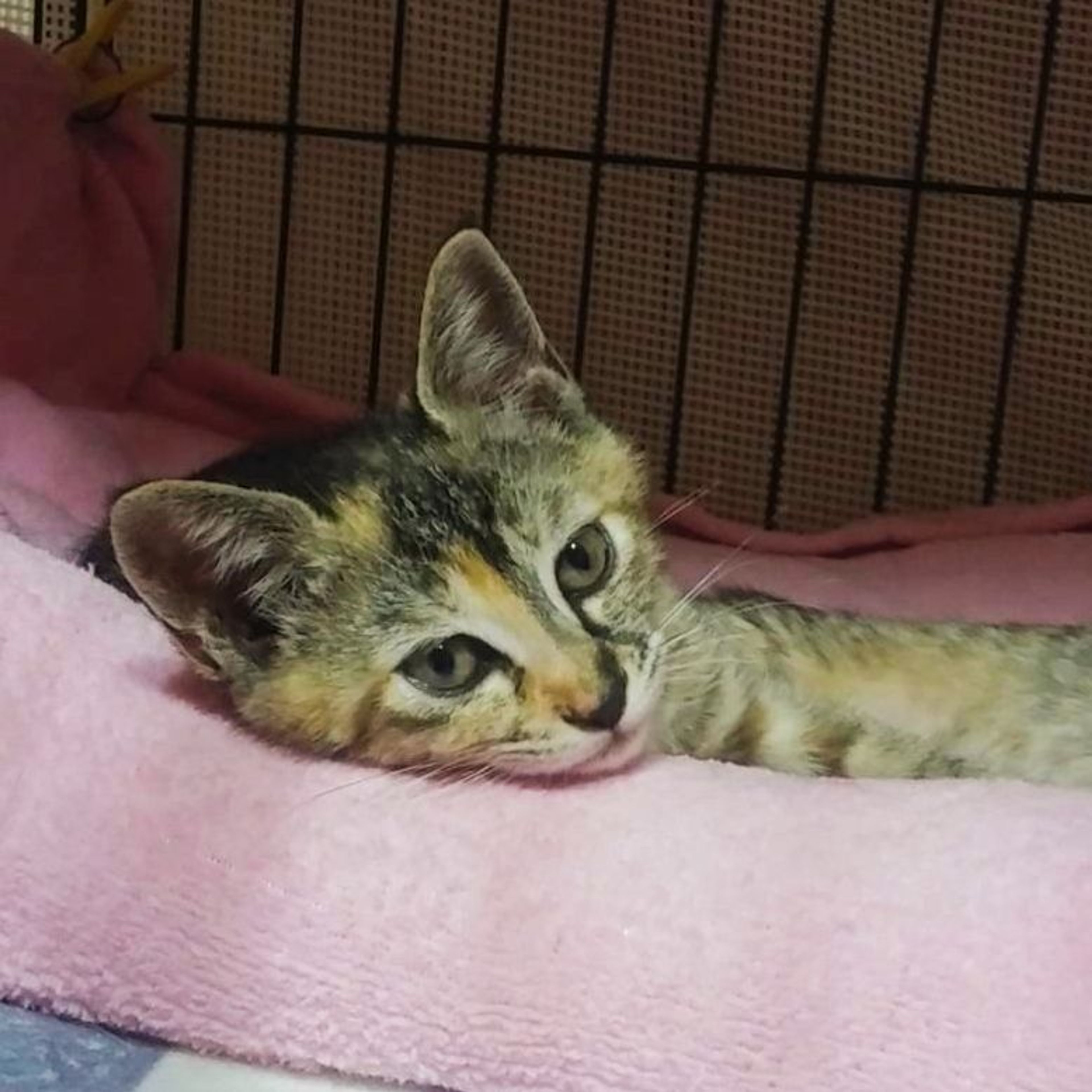 雑種（ミックス猫）・メスの里親募集の写真