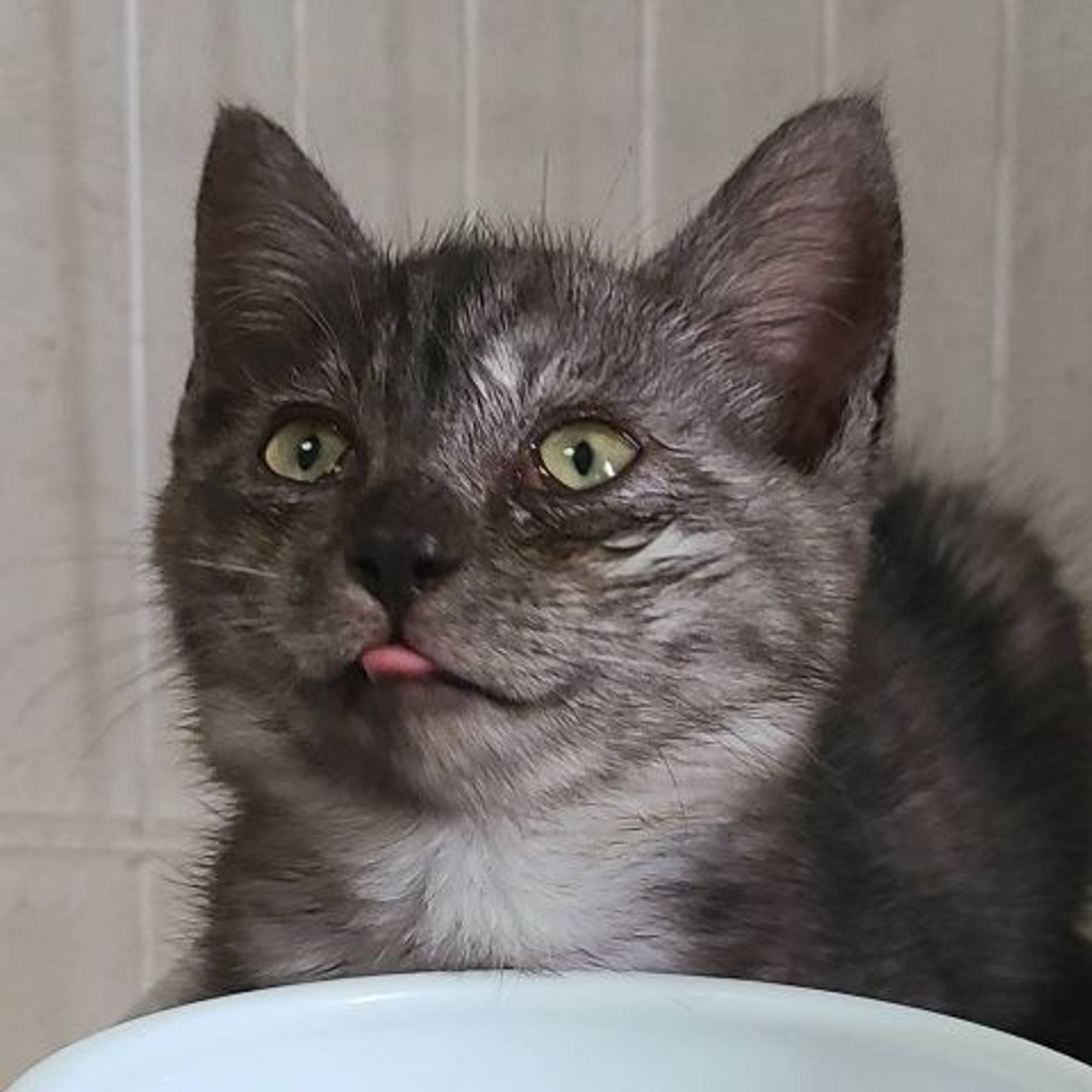 pet-image-3
