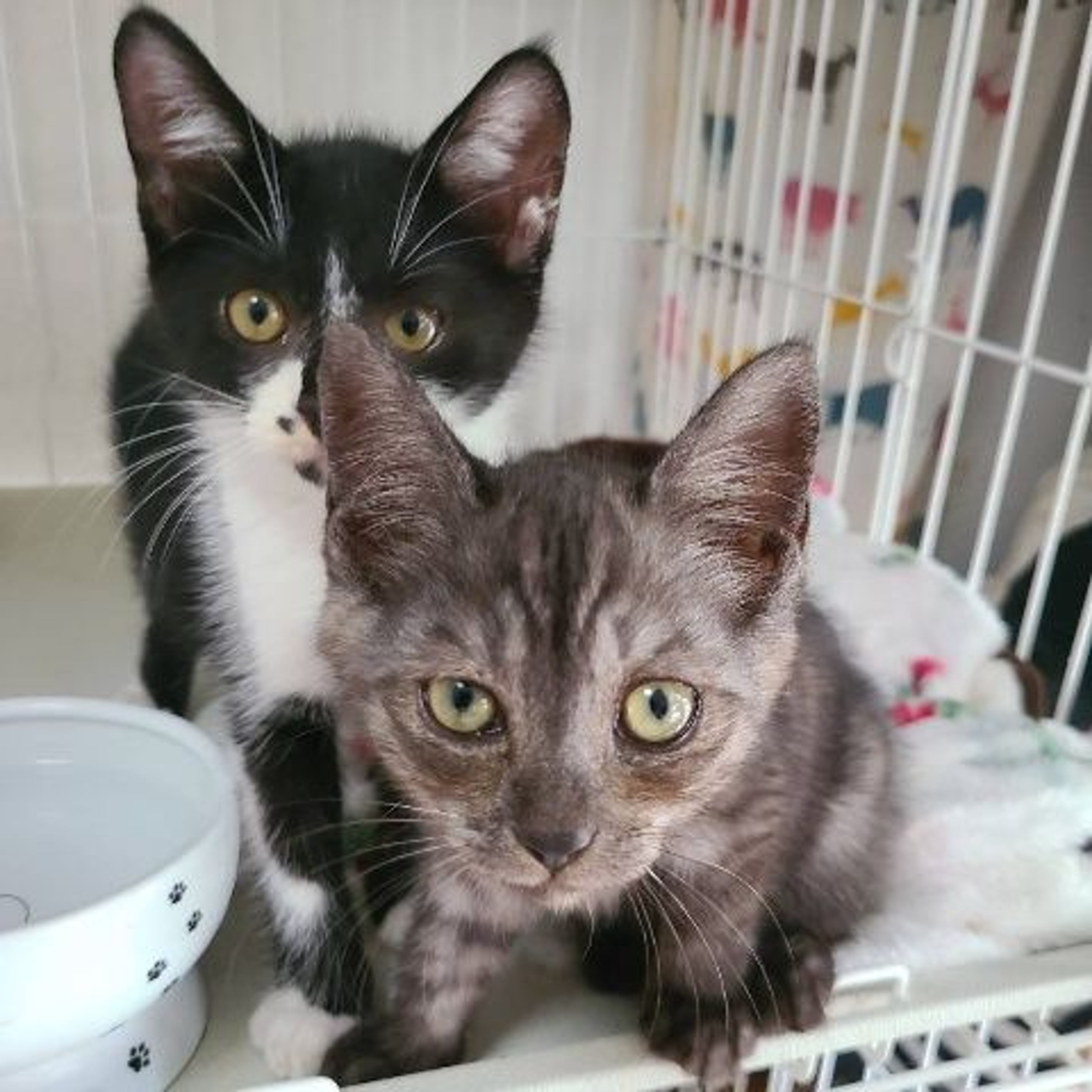 pet-image-4