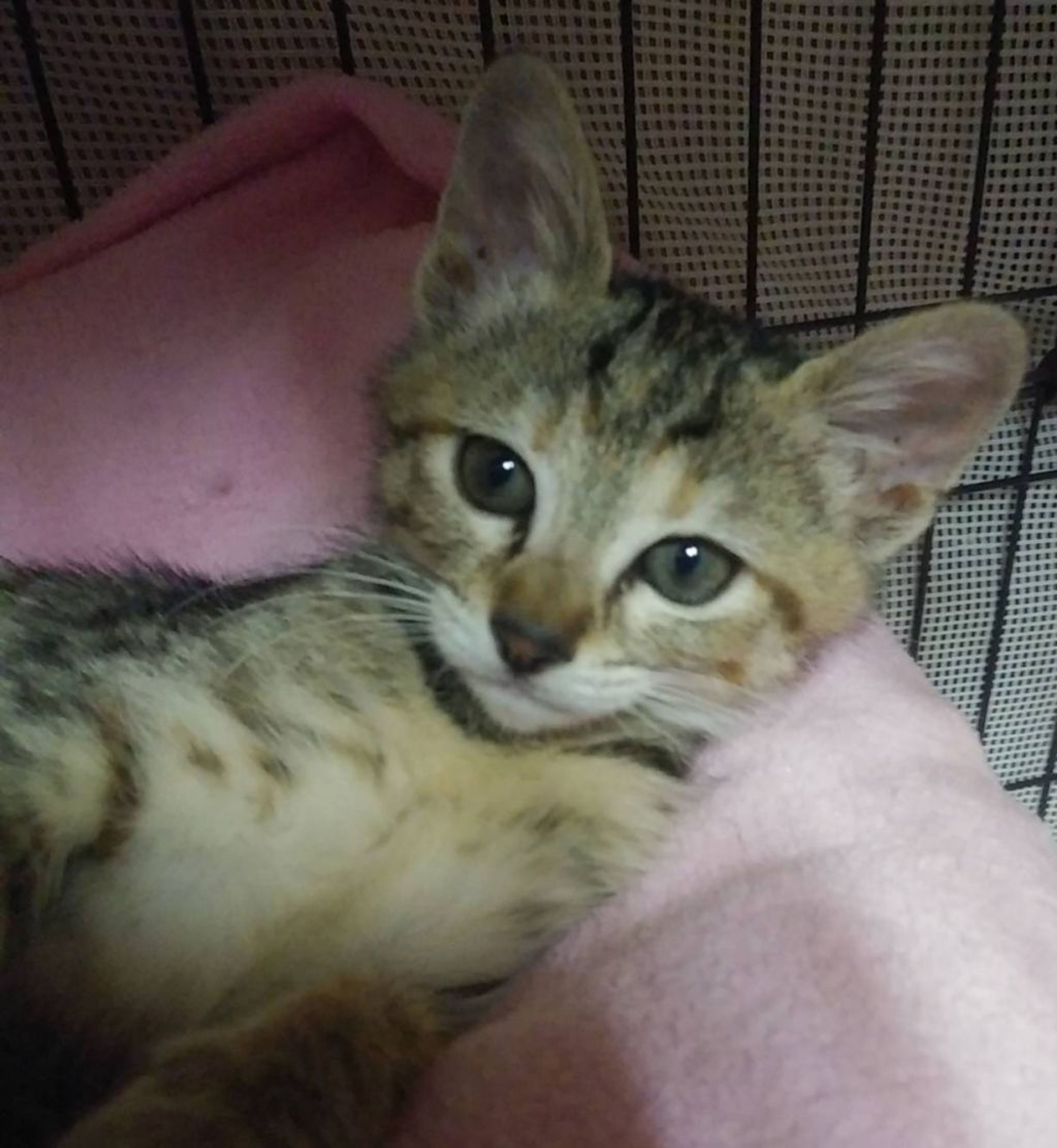 pet-image-2