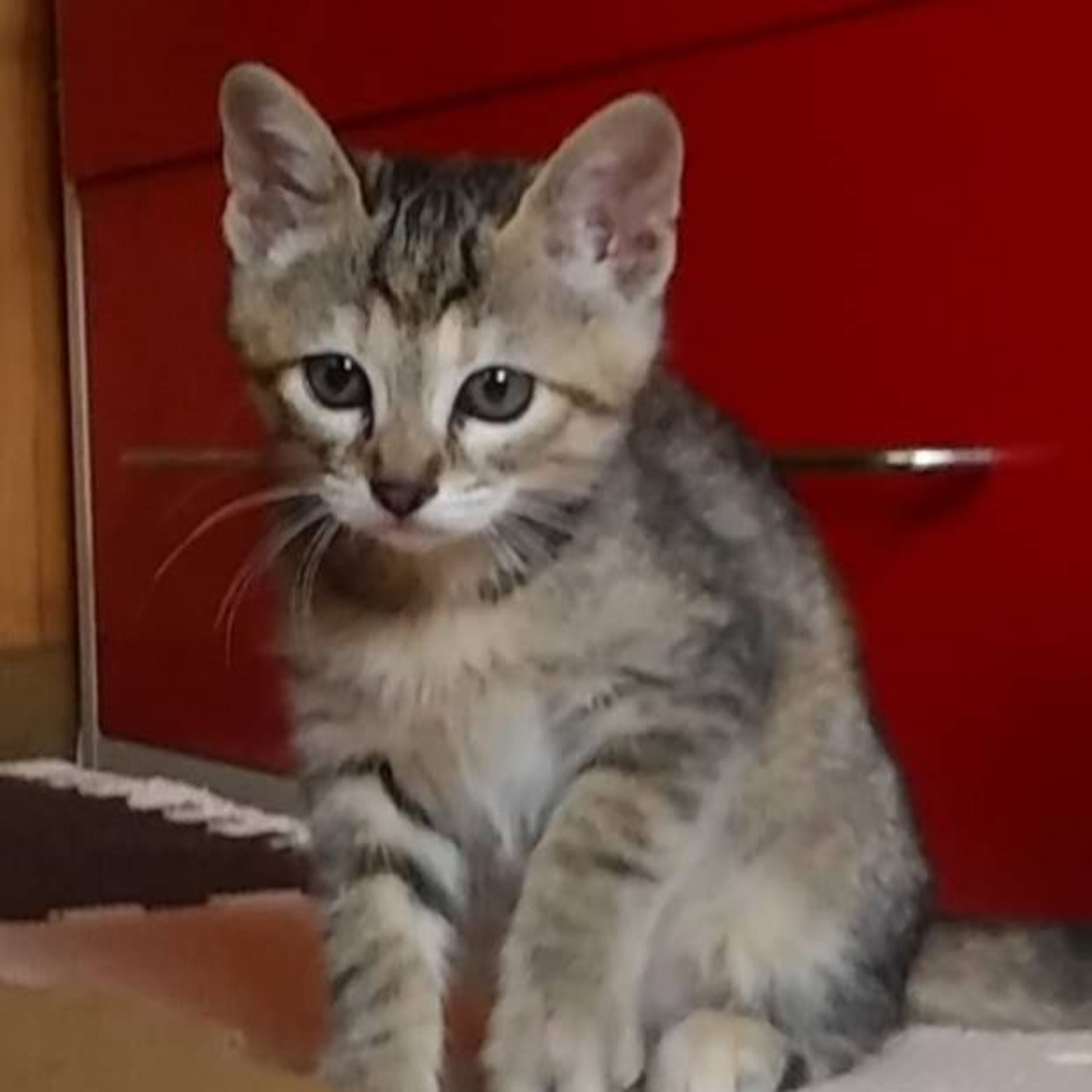 pet-image-3