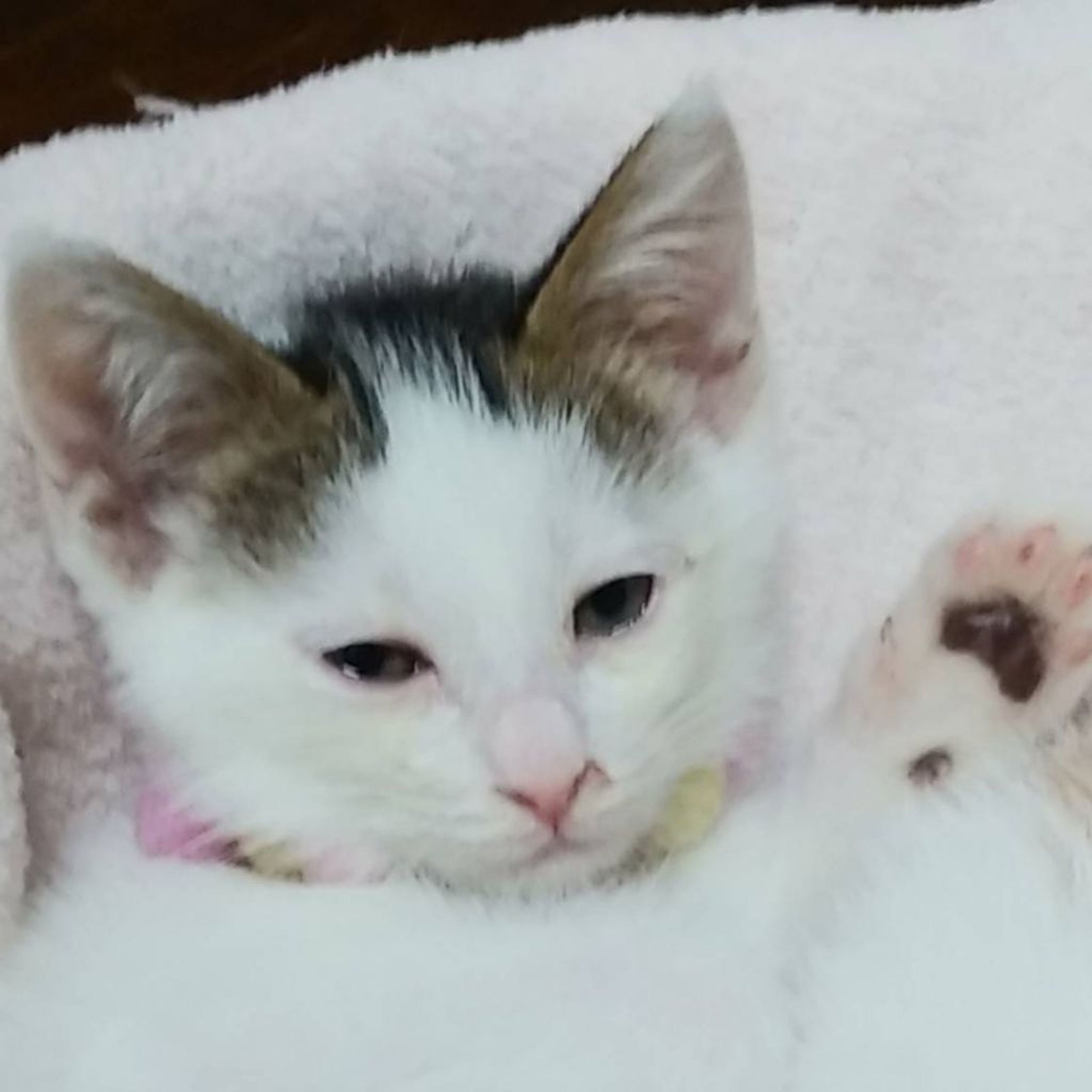 雑種（ミックス猫）・メスの里親募集の写真