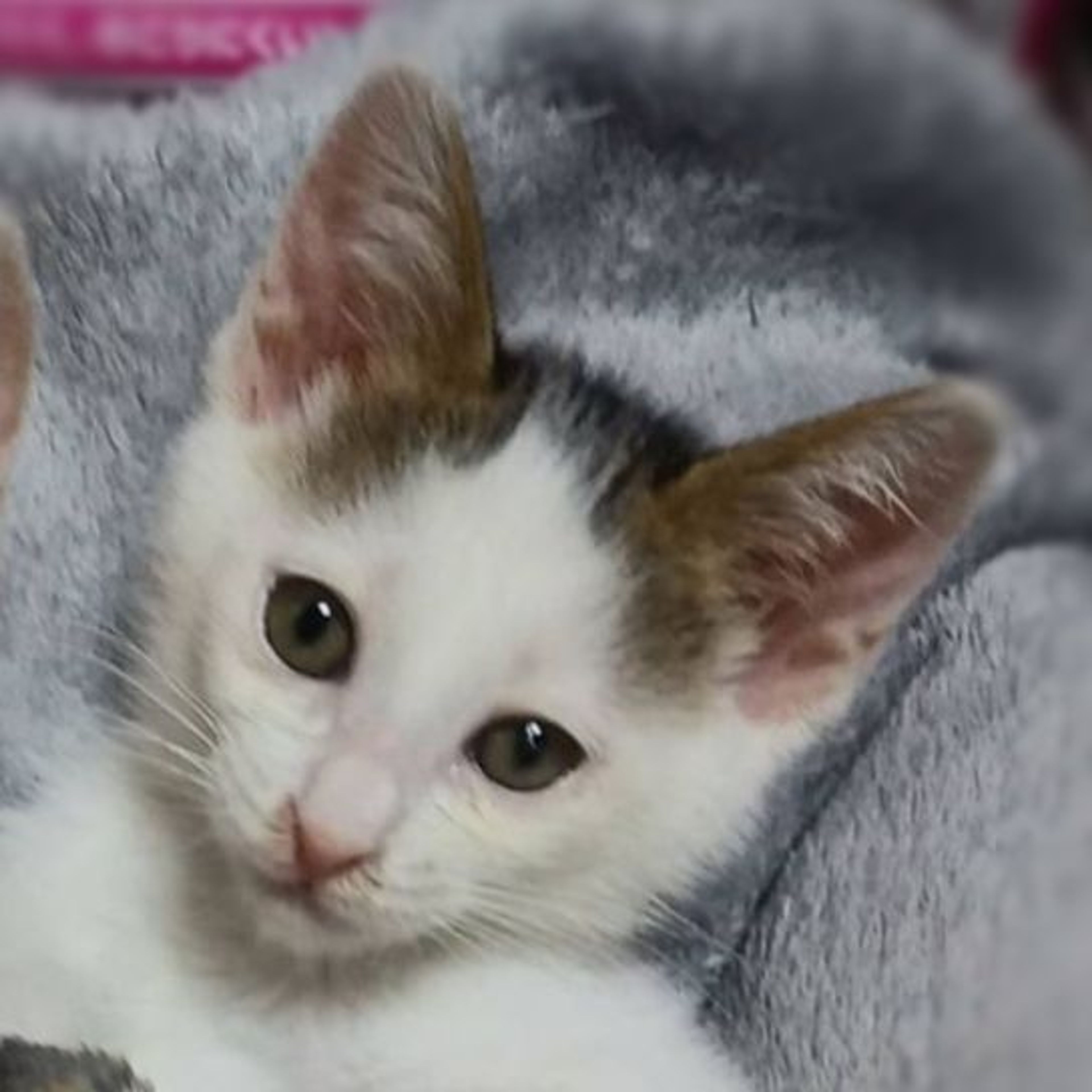 pet-image-2
