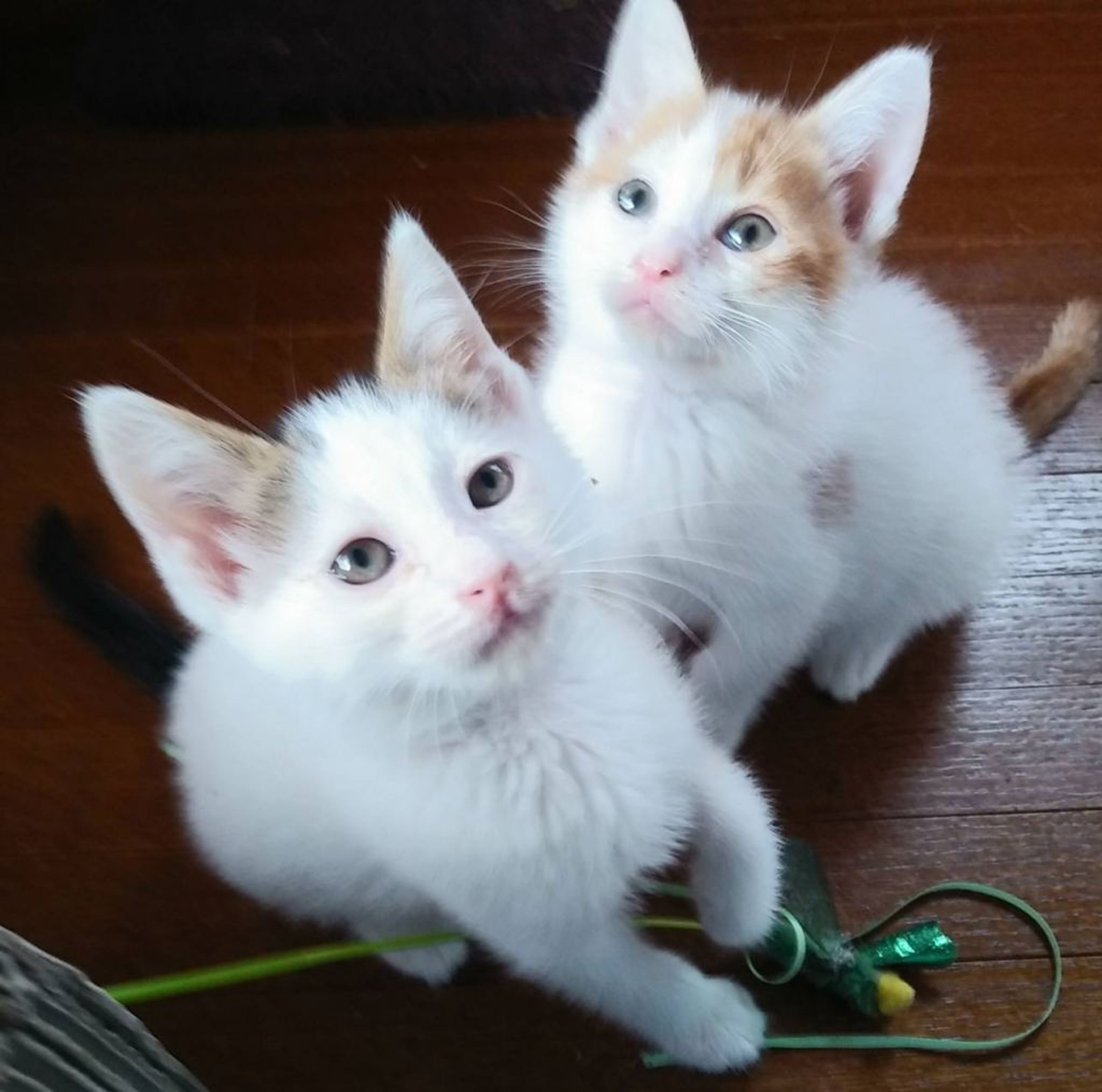 pet-image-3