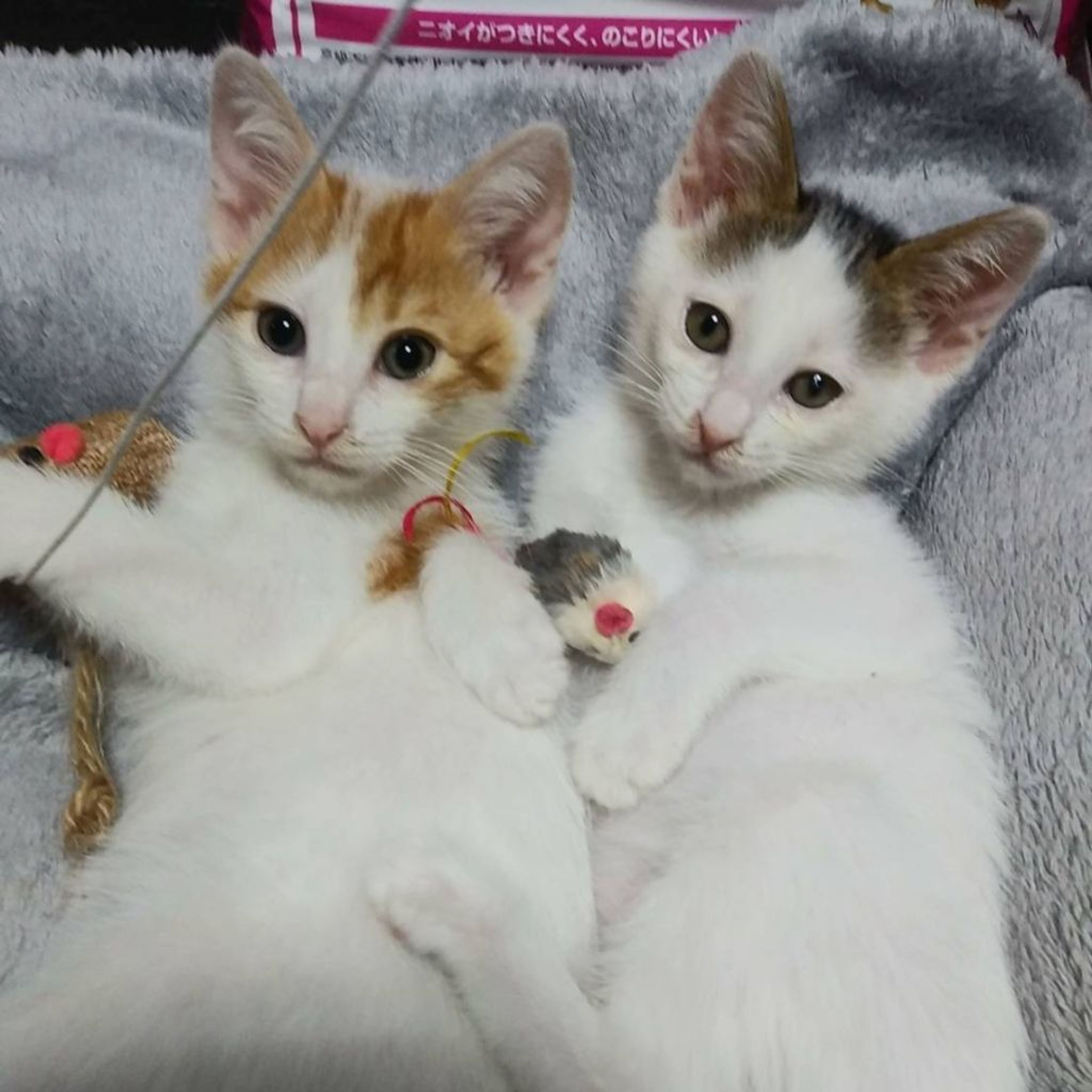 pet-image-4