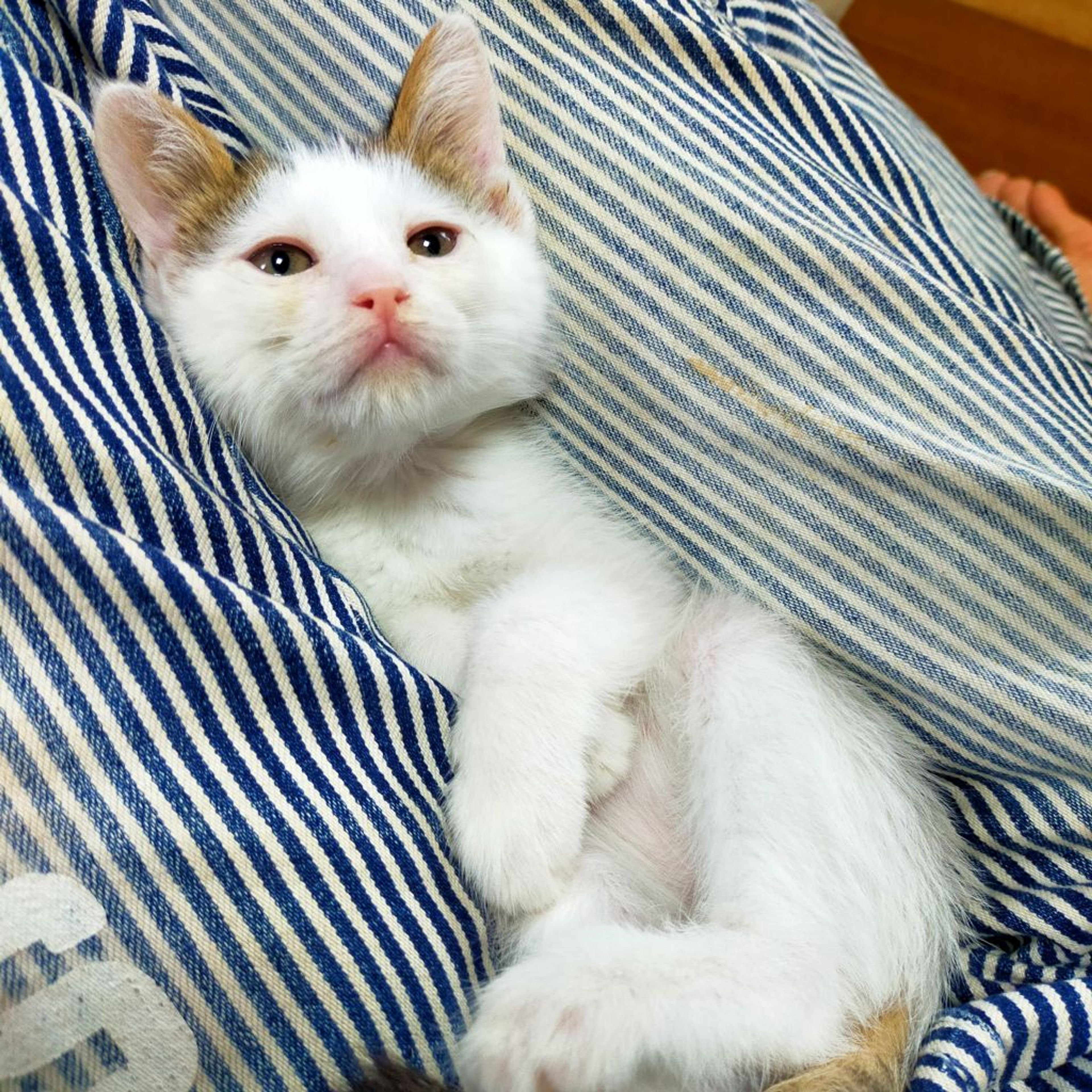 pet-image-5